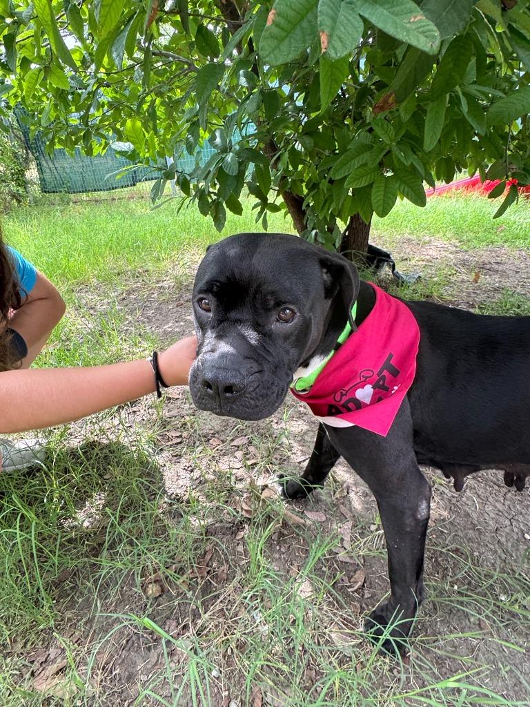 Enlarge Lucy, a Adoptable American Staffordshire Terrier in New Braunfels, TX image 6/6