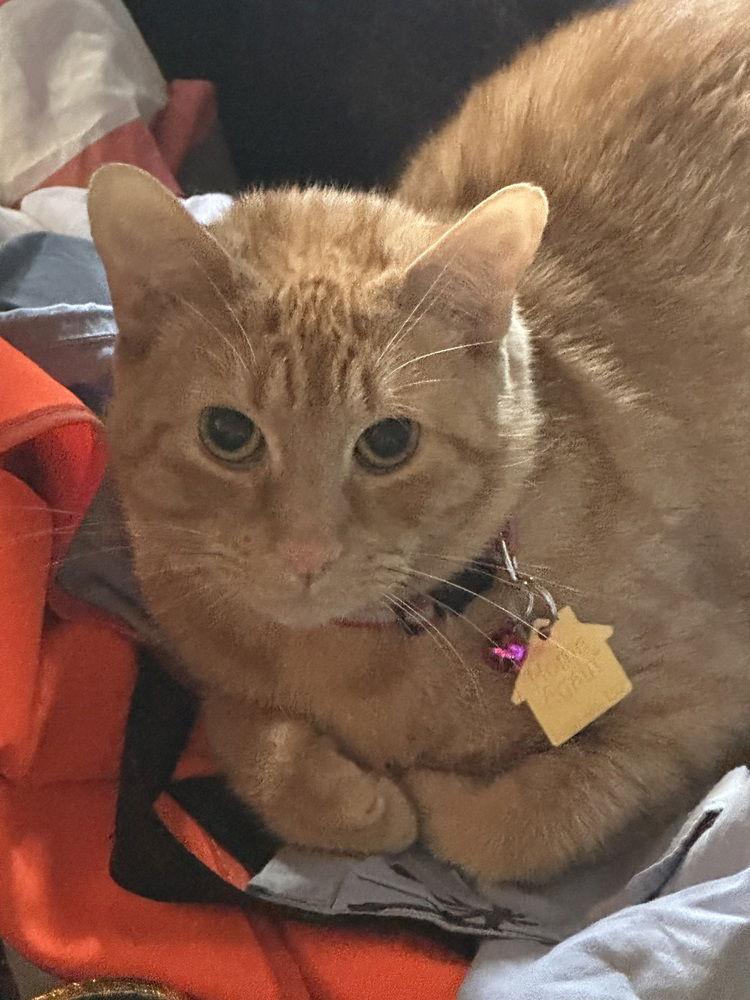 Nala, Adoptable, Adult Female Domestic Short Hair.