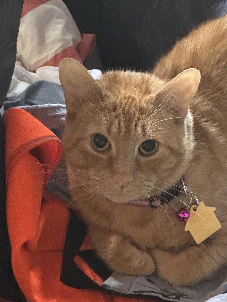 Enlarge Nala, a Adoptable Domestic Short Hair in O'Fallon, MO image 2/2