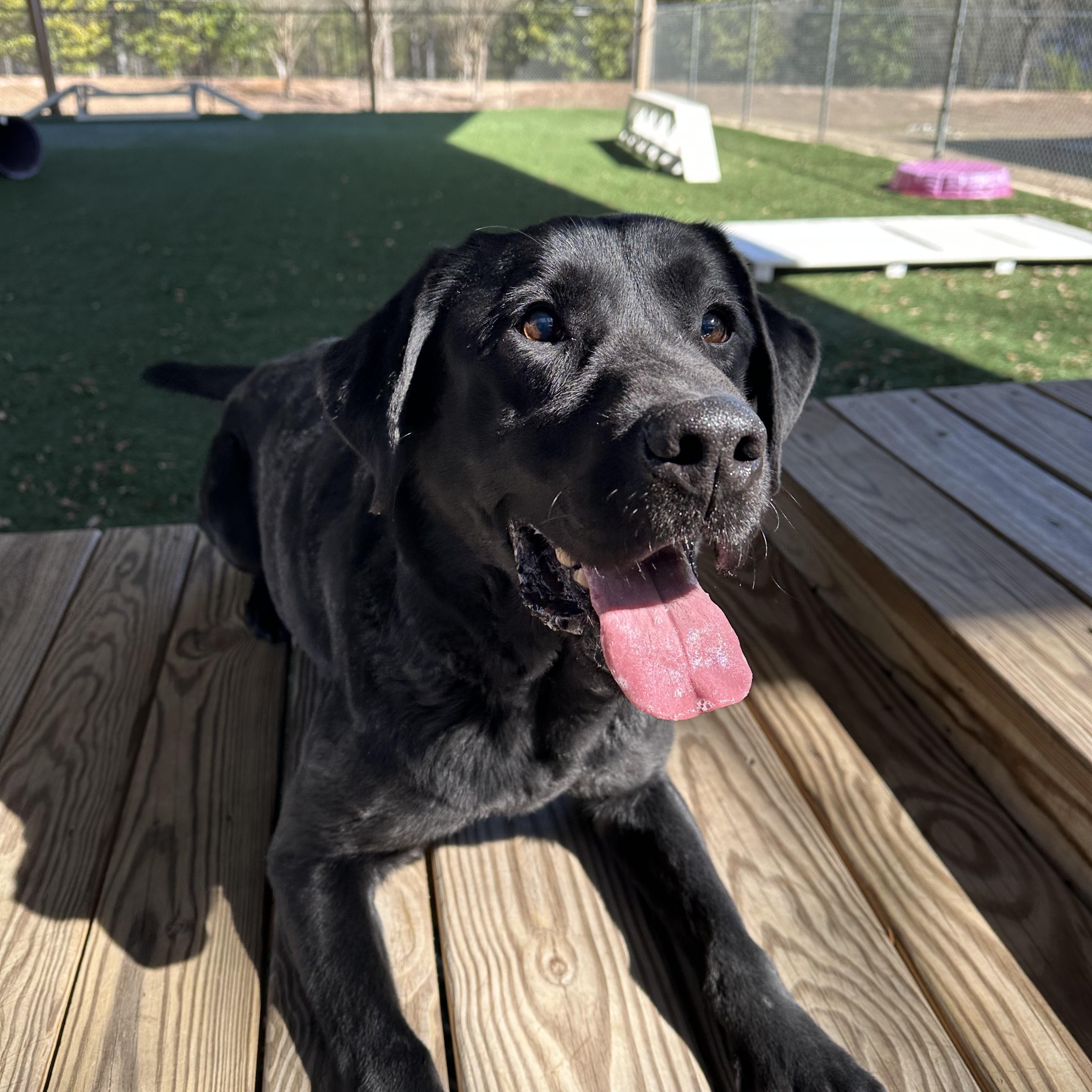 Bradley , a Adoptable mixed breed in Newnan, GA image 2/6