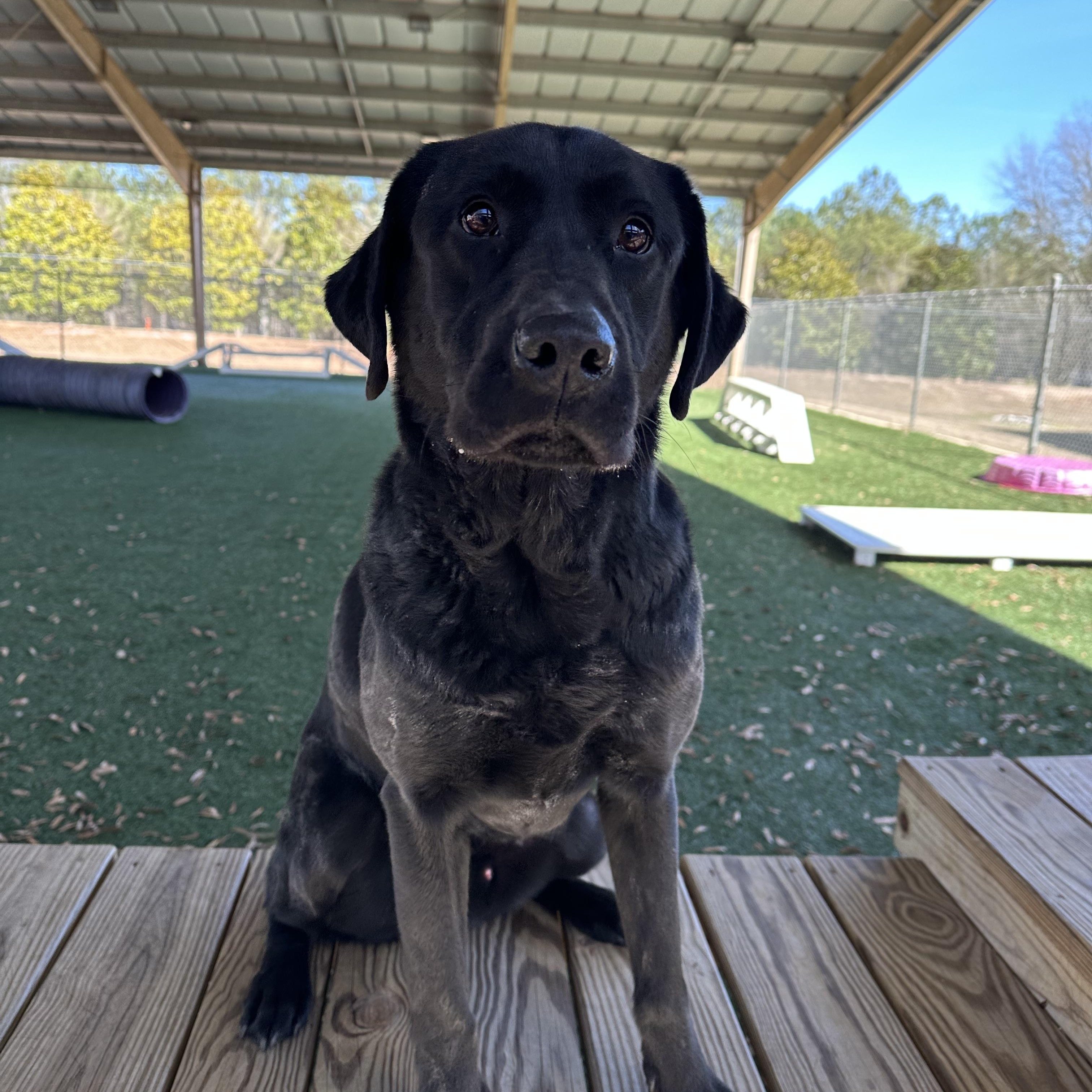 Bradley , a Adoptable mixed breed in Newnan, GA image 6/6