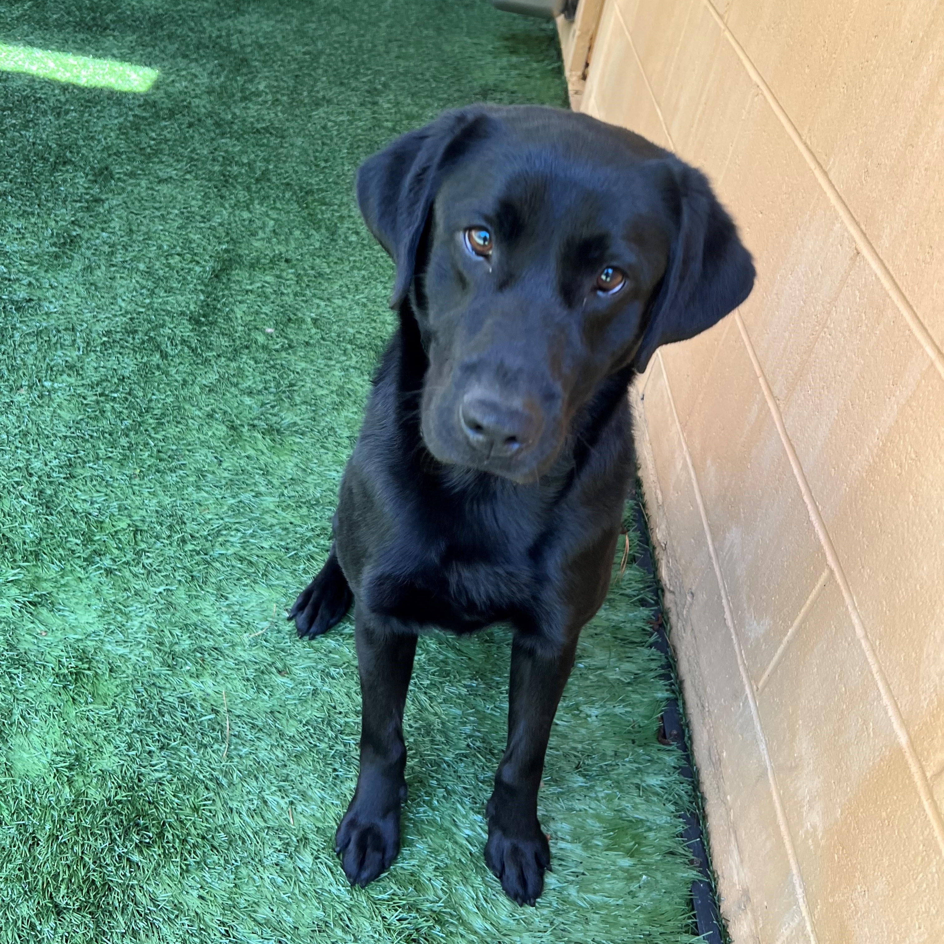Bradley , a Adoptable mixed breed in Newnan, GA image 1/6