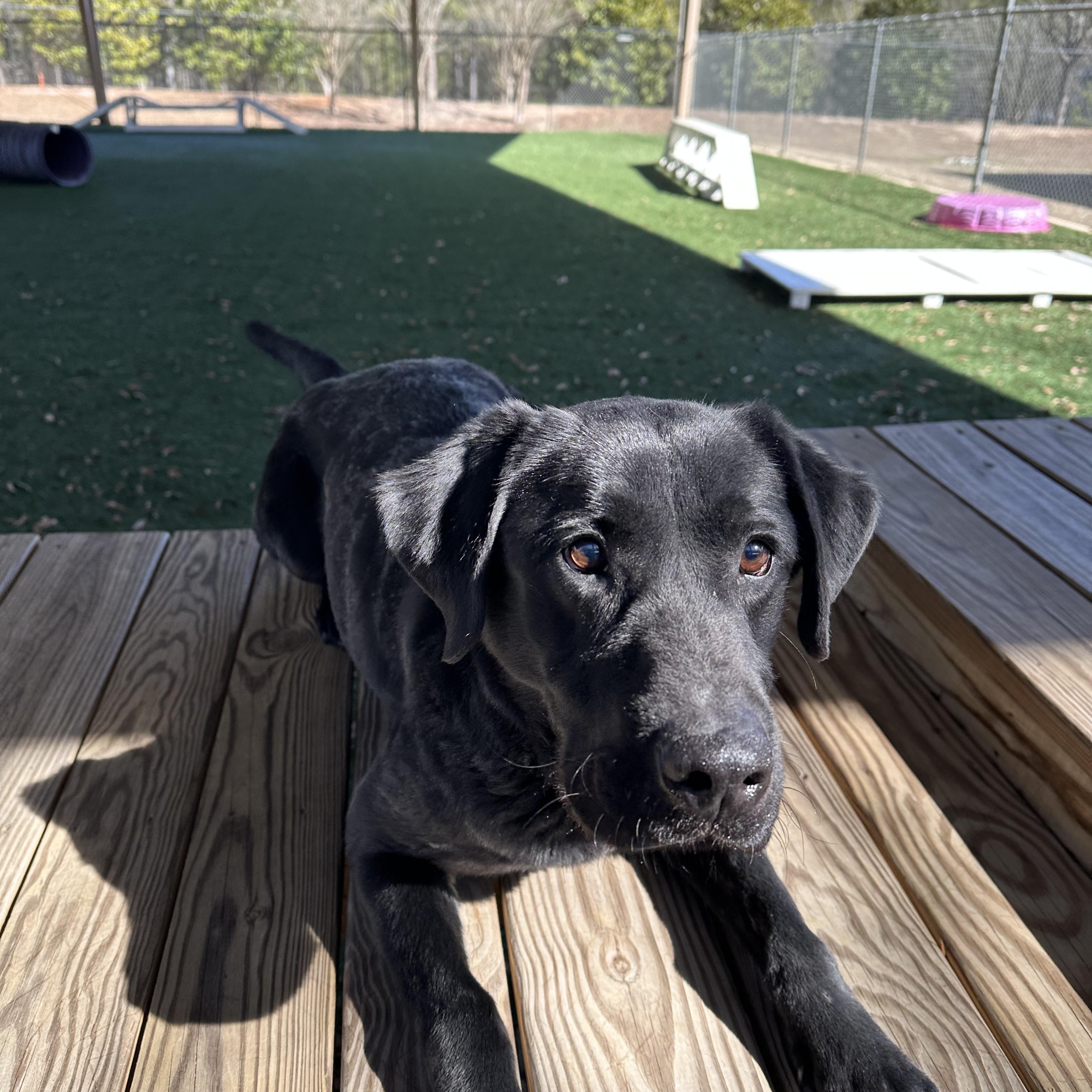 Bradley , a Adoptable mixed breed in Newnan, GA image 4/6