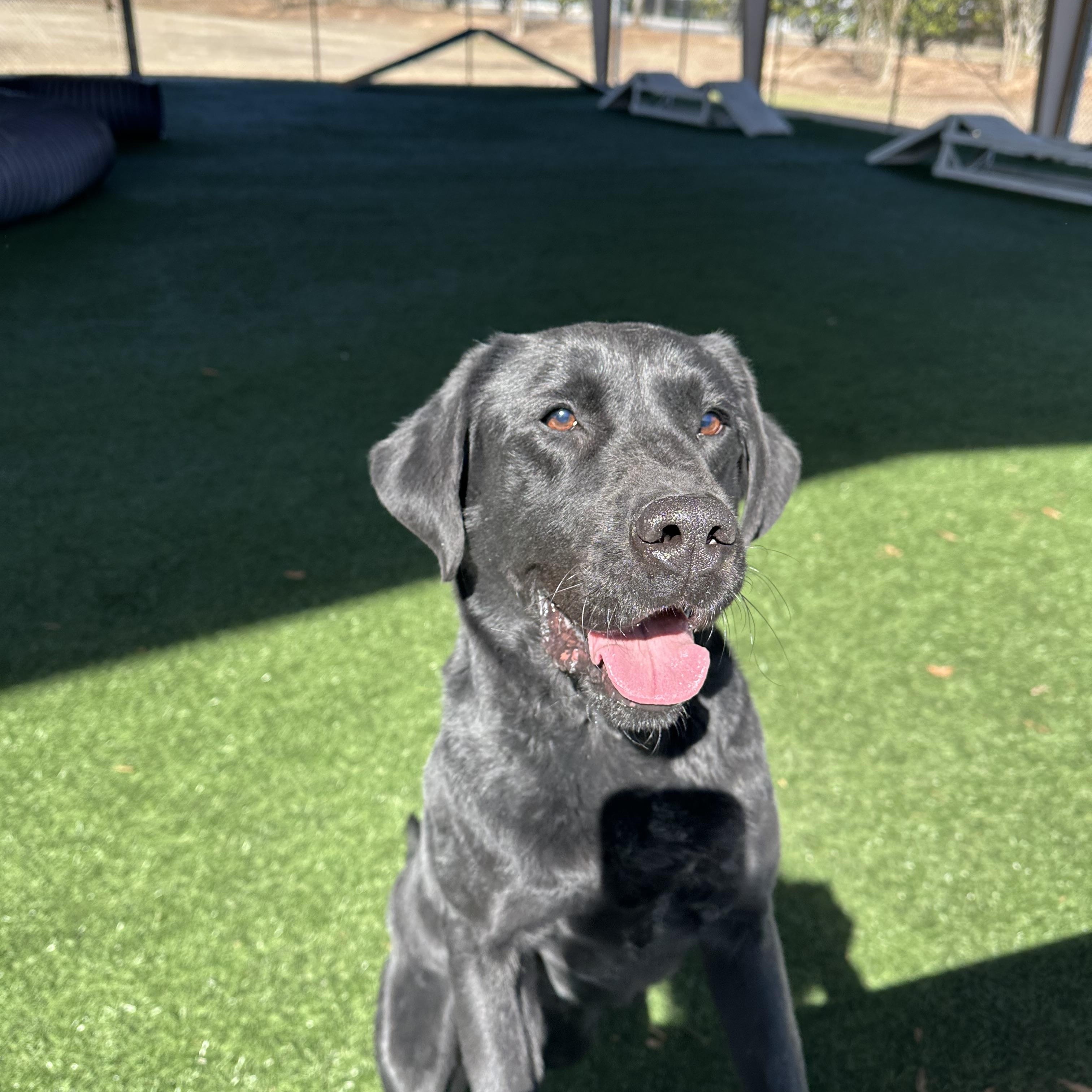 Bradley , a Adoptable mixed breed in Newnan, GA image 5/6