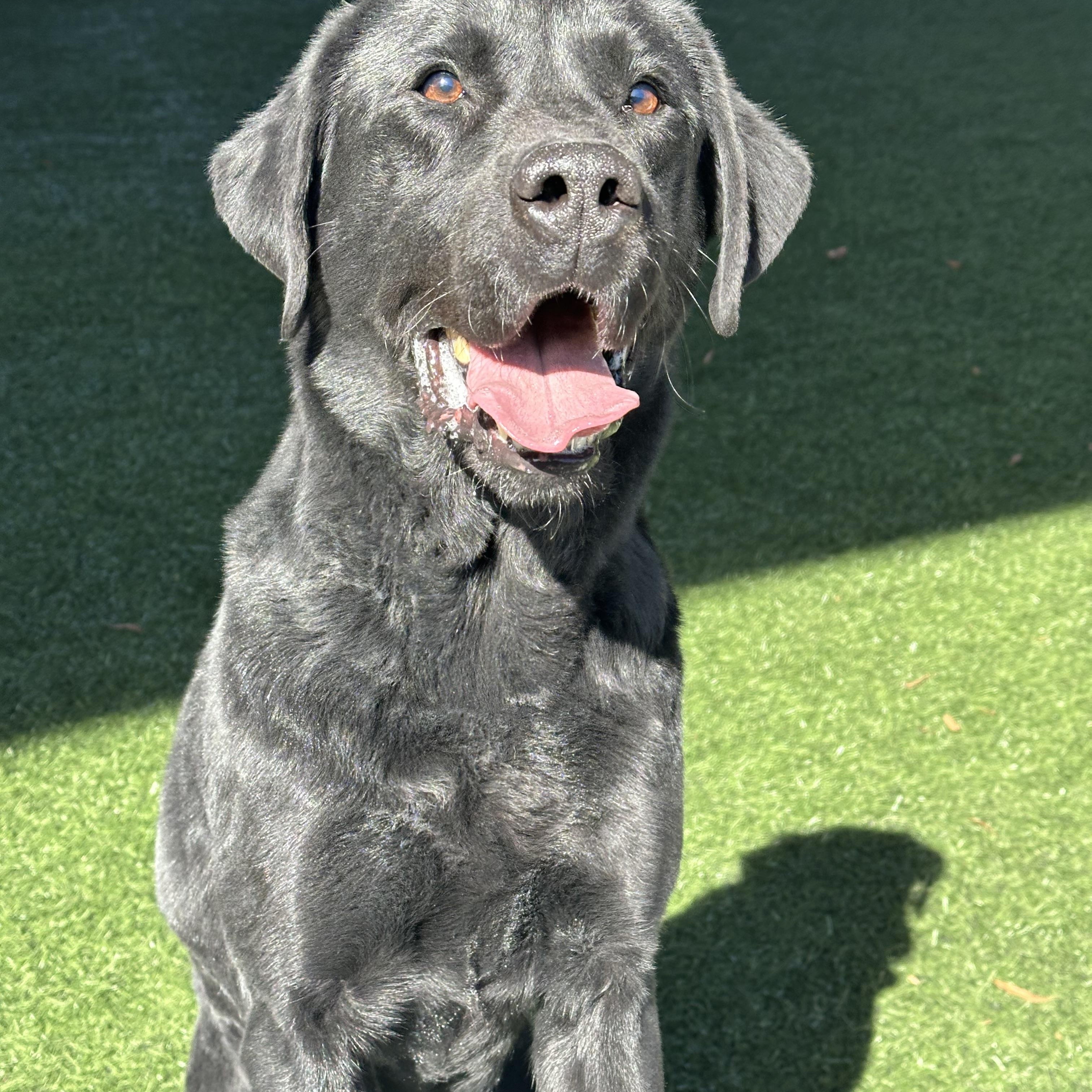 Bradley , a Adoptable mixed breed in Newnan, GA image 3/6