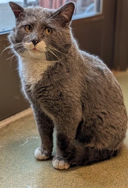 ARLO, Adoptable, Adult Male Domestic Short Hair.
