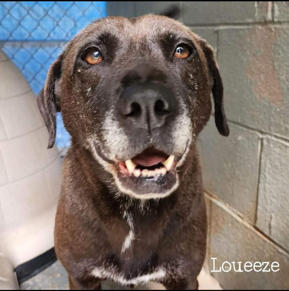 Enlarge Loueeze, a Adoptable mixed breed in El Dorado, AR image 1/1