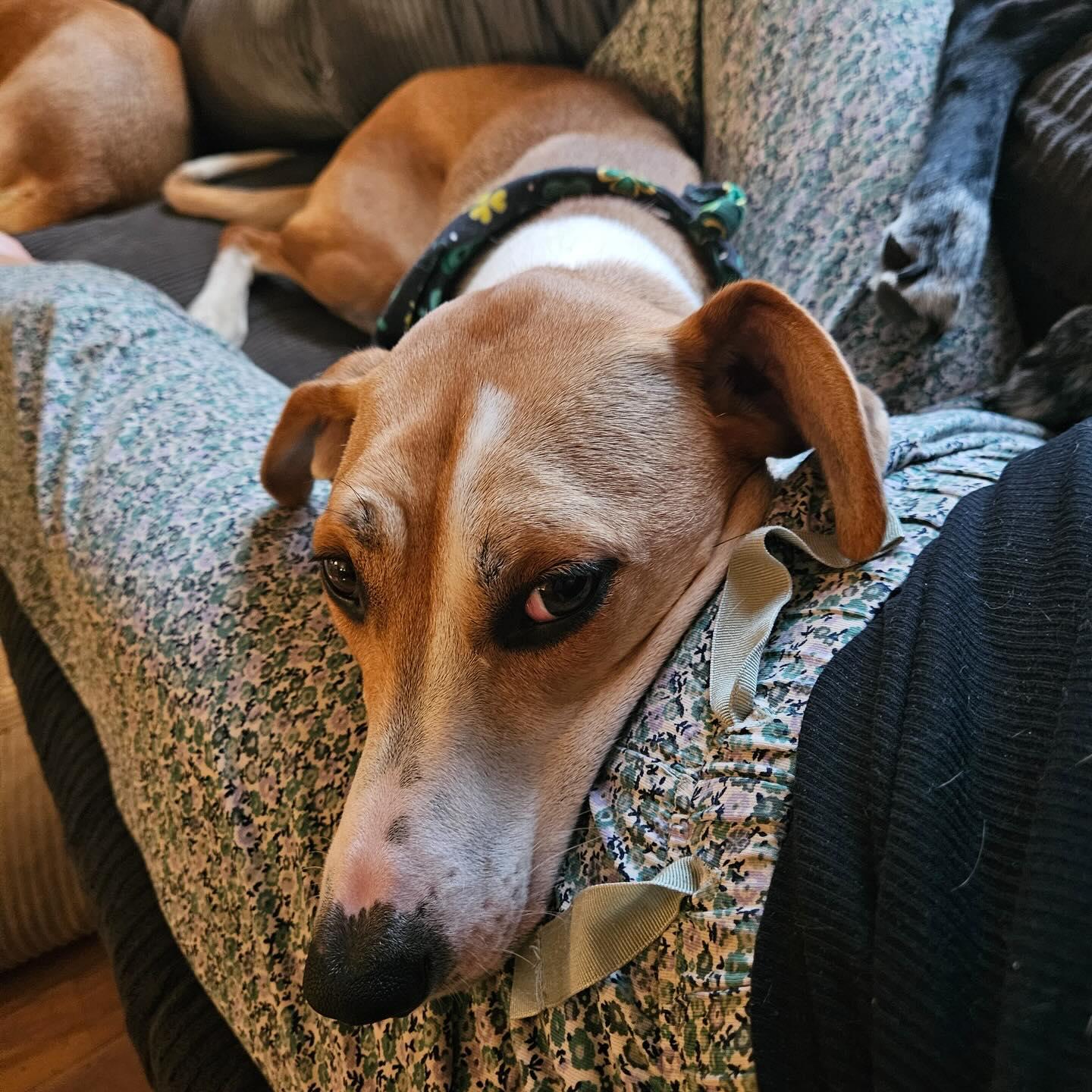 Enlarge Betsey, a ADOPTABLE mixed breed in Denver, CO image 4/6