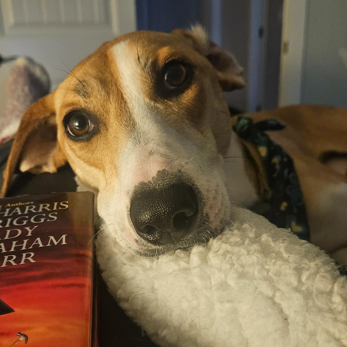 Betsey, ADOPTABLE, Adult Female Whippet & Labrador Retriever.