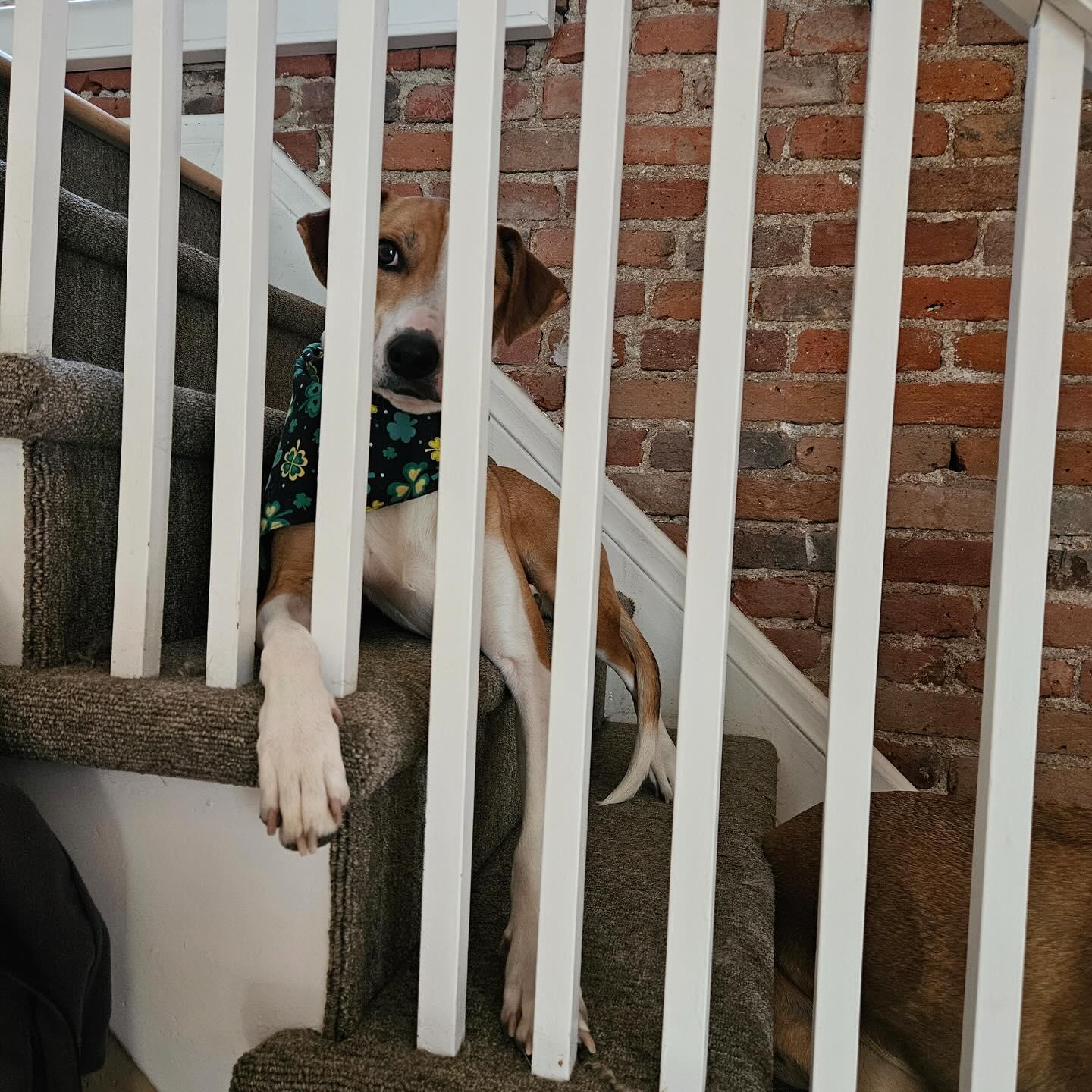 Enlarge Betsey, a ADOPTABLE mixed breed in Denver, CO image 5/6