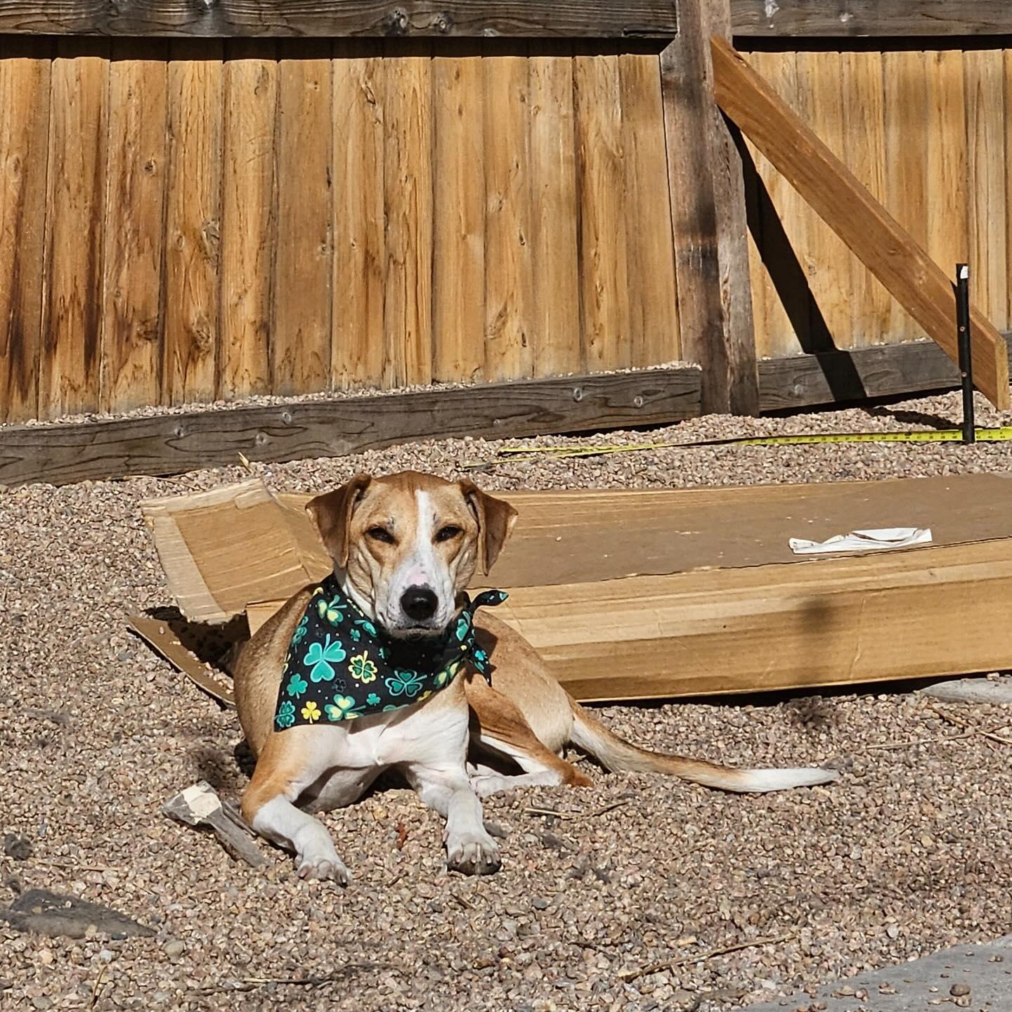 Enlarge Betsey, a ADOPTABLE mixed breed in Denver, CO image 2/6