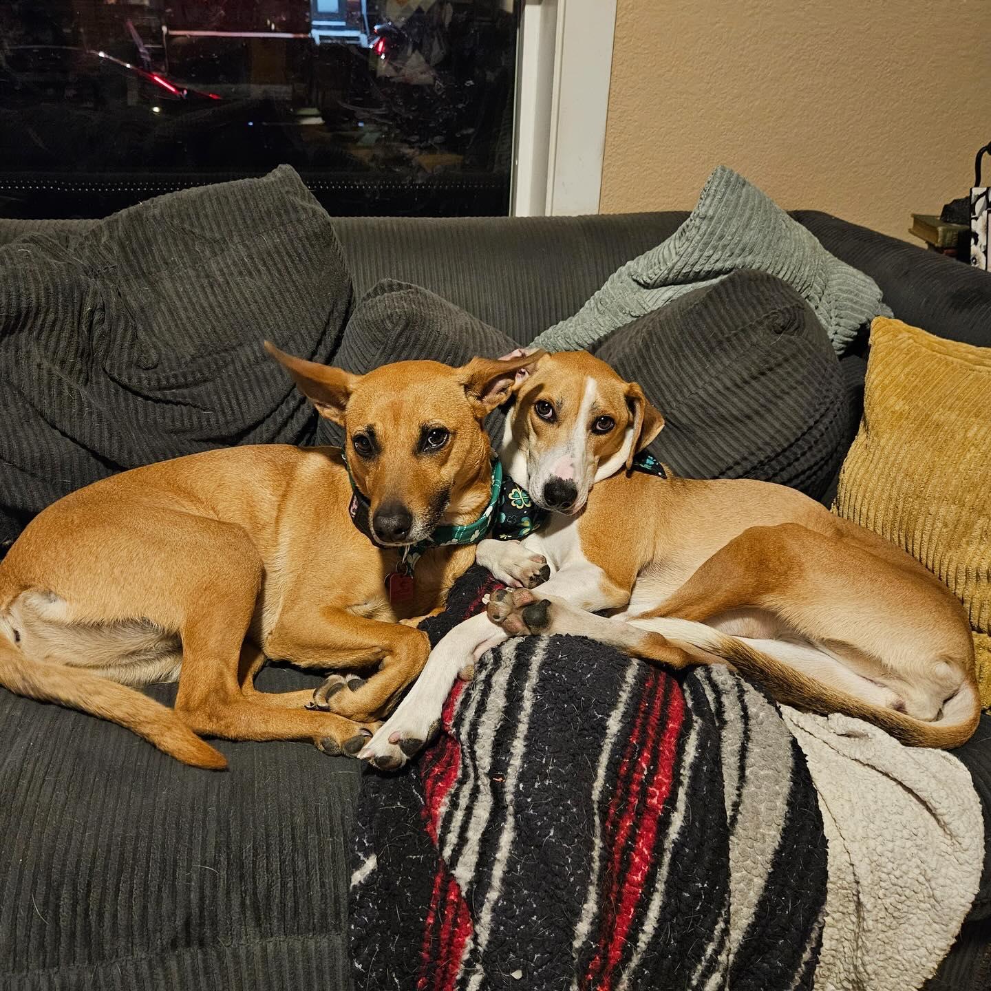 Enlarge Betsey, a ADOPTABLE mixed breed in Denver, CO image 3/6