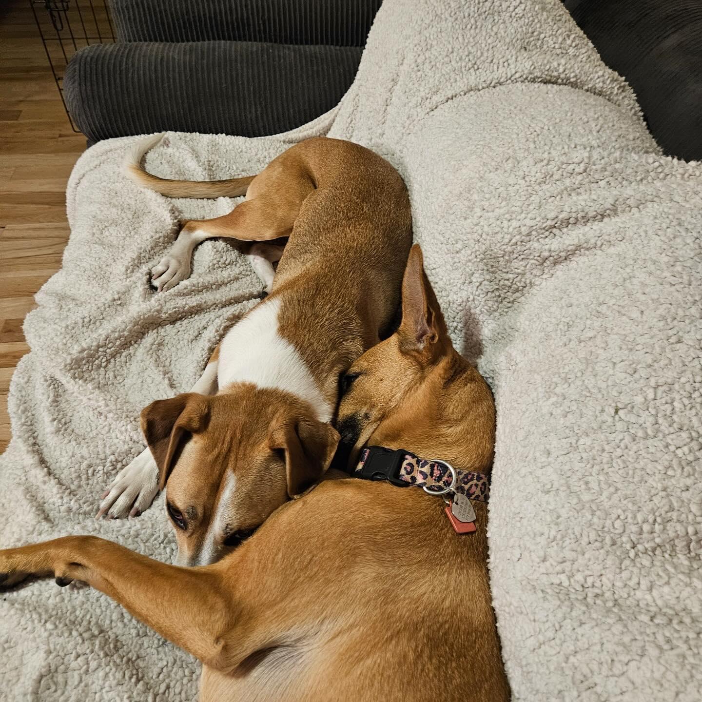 Enlarge Betsey, a ADOPTABLE mixed breed in Denver, CO image 6/6