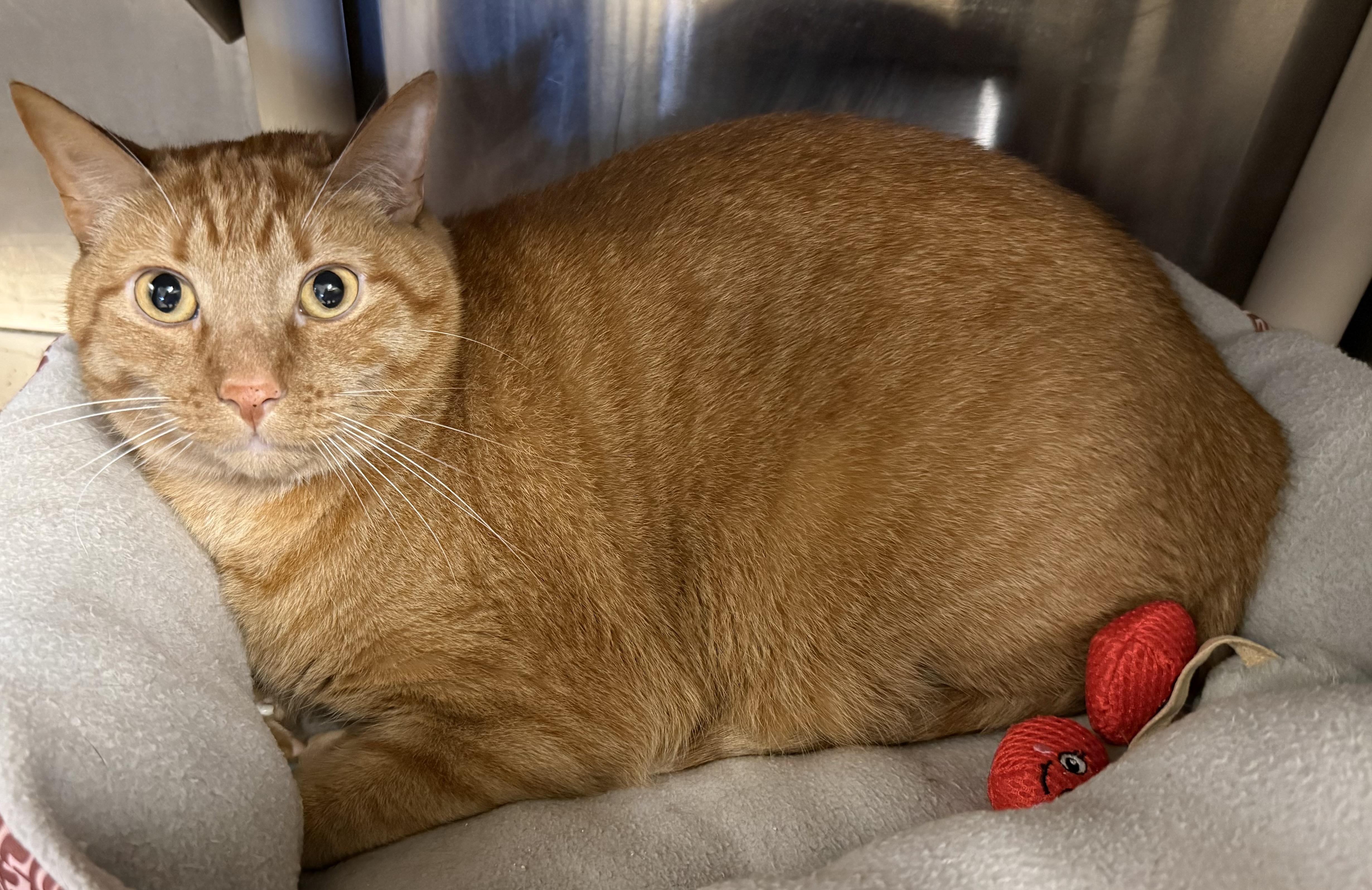 Enlarge Tex, a Adopted Tabby in Cobourg, ON image 1/1