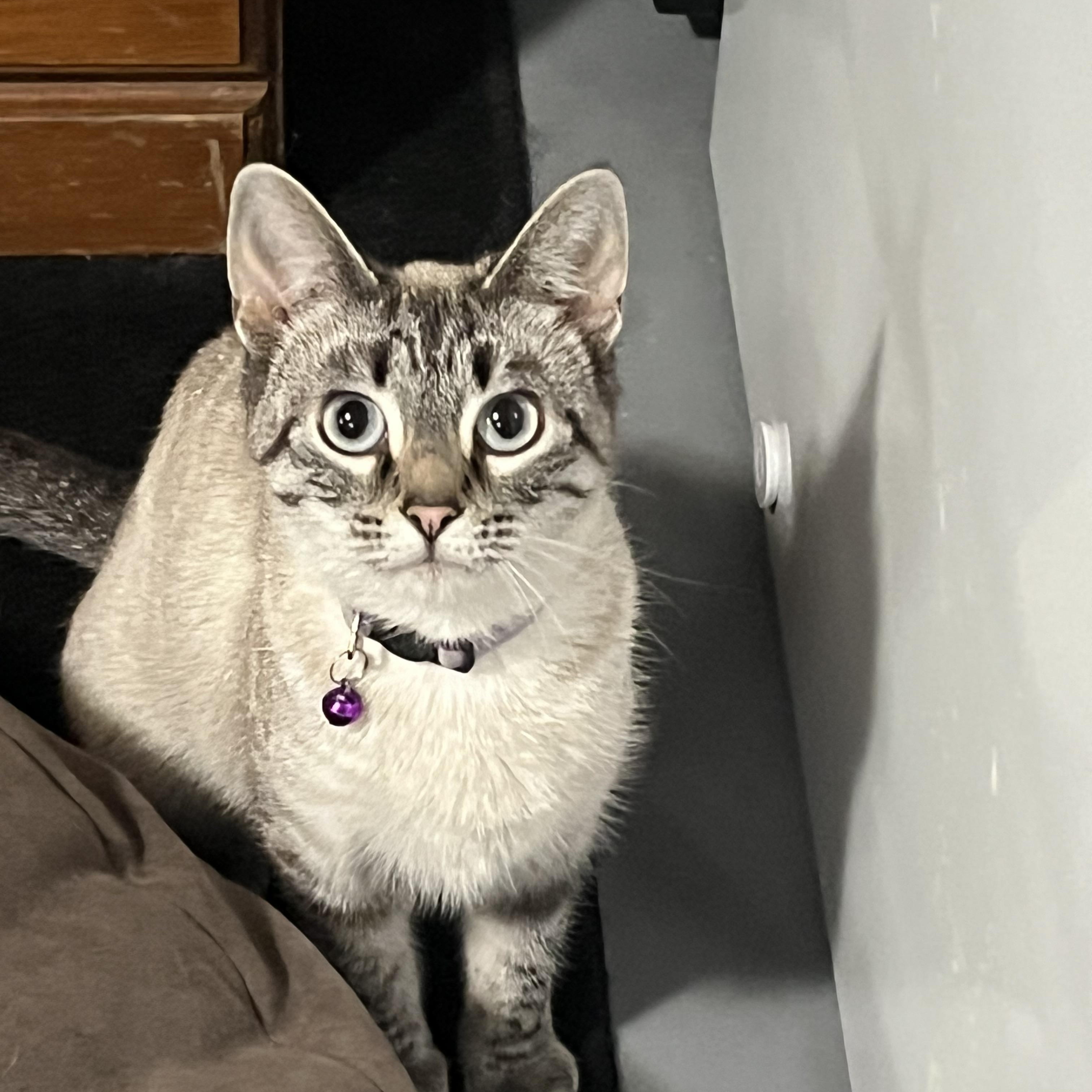 Serena, an adoptable Tabby in Crookston, MN, 56716 | Photo Image 1
