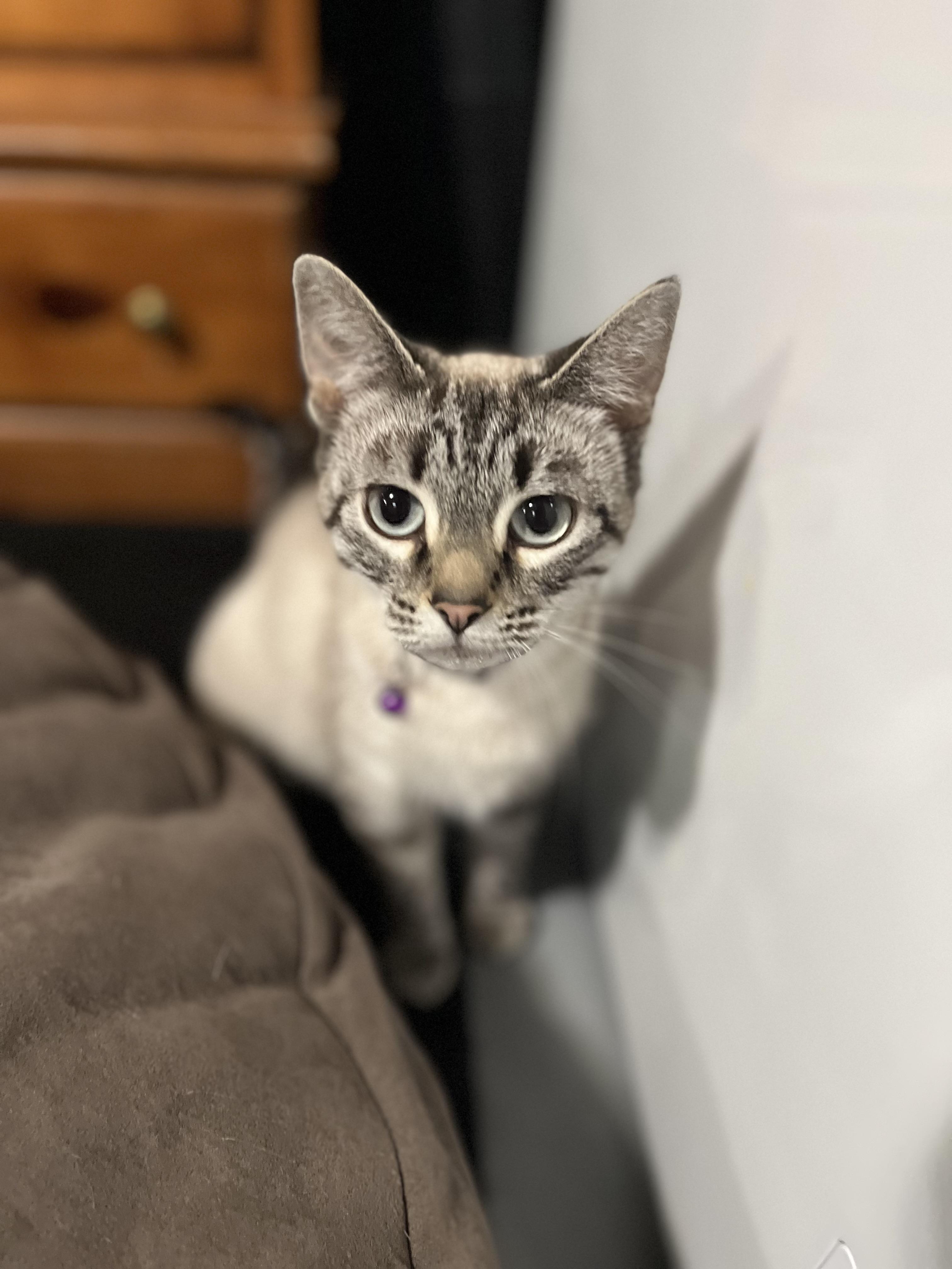 Serena, an adoptable Tabby in Crookston, MN, 56716 | Photo Image 2