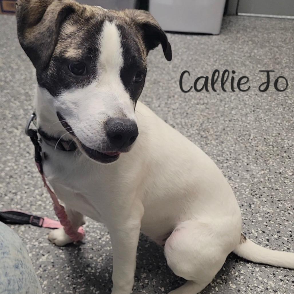 Enlarge Pepper (Callie Jo), a Adoptable mixed breed in Parkersburg, WV image 1/2