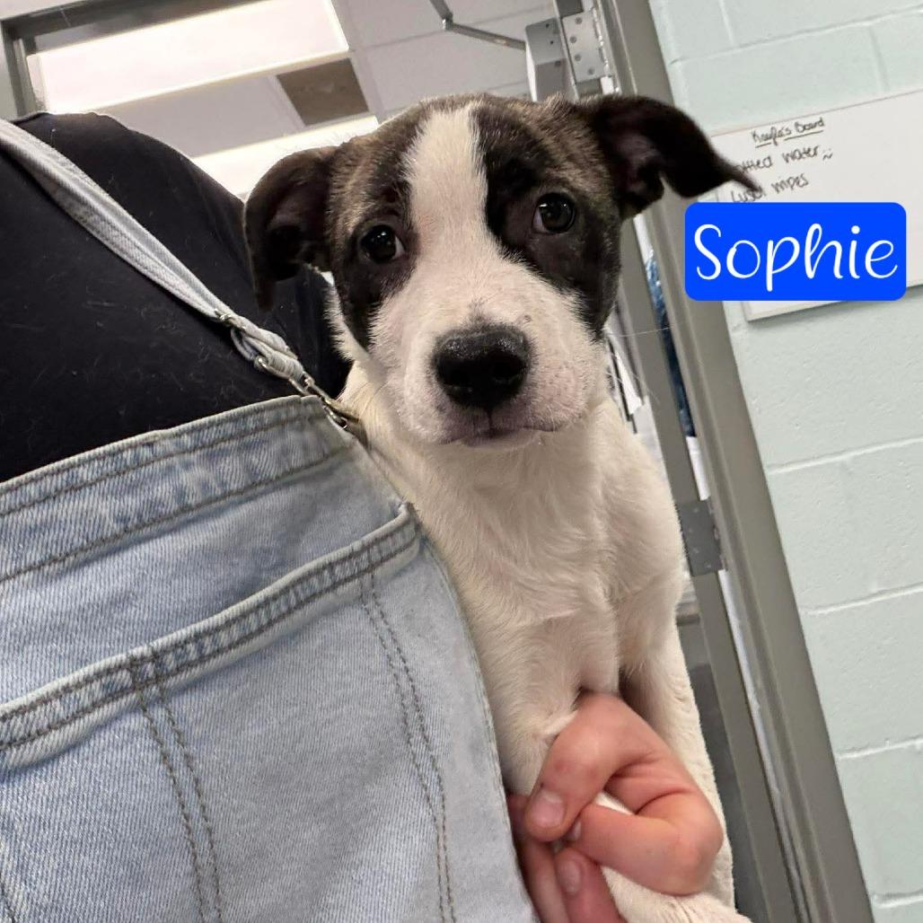 Enlarge Pepper (Callie Jo), a Adoptable mixed breed in Parkersburg, WV image 2/2