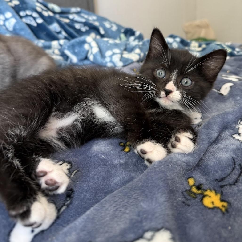 Enlarge Bobbins, a Adoptable Domestic Short Hair in Nowata, OK image 1/6