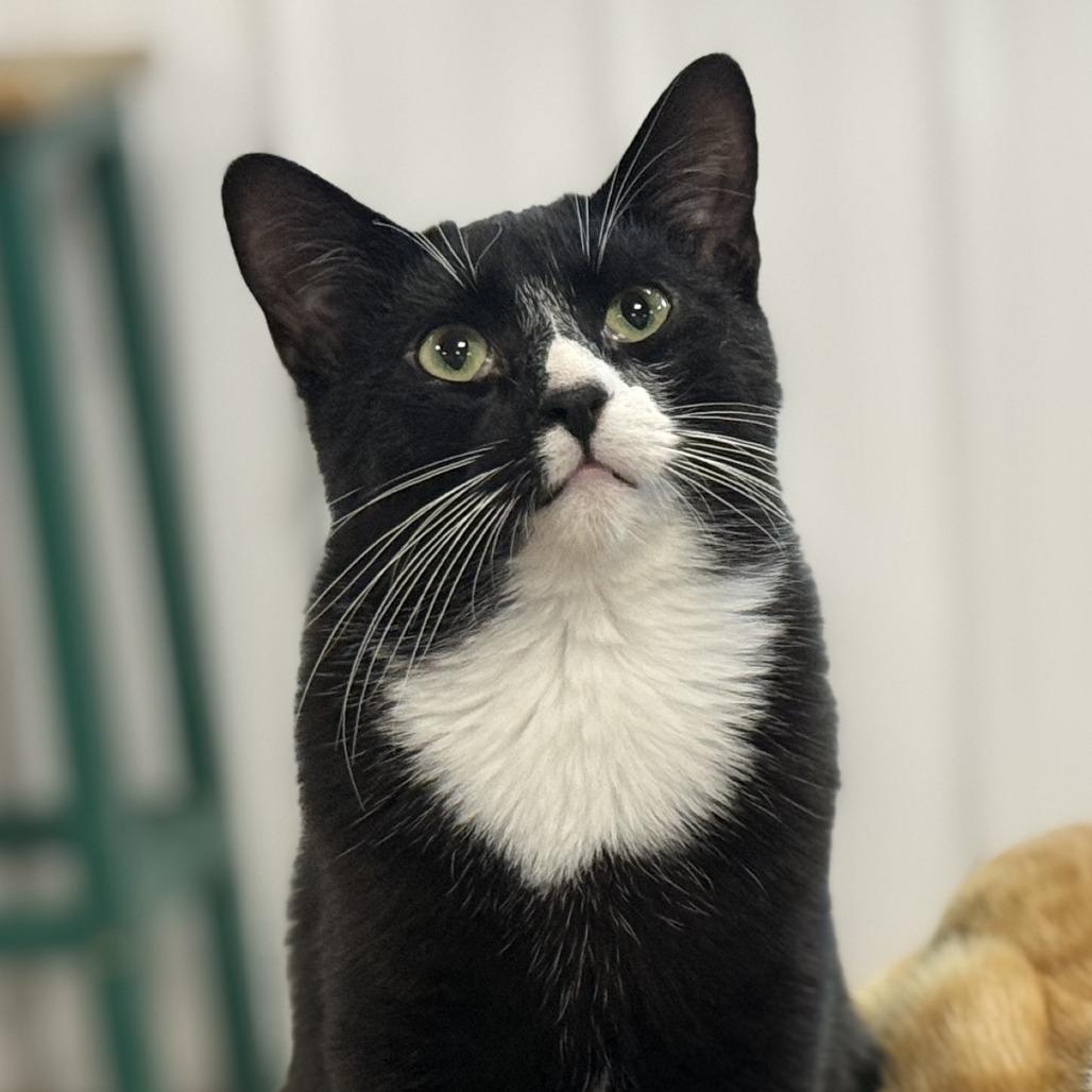 Enlarge Bobbins, a Adoptable Domestic Short Hair in Nowata, OK image 2/6