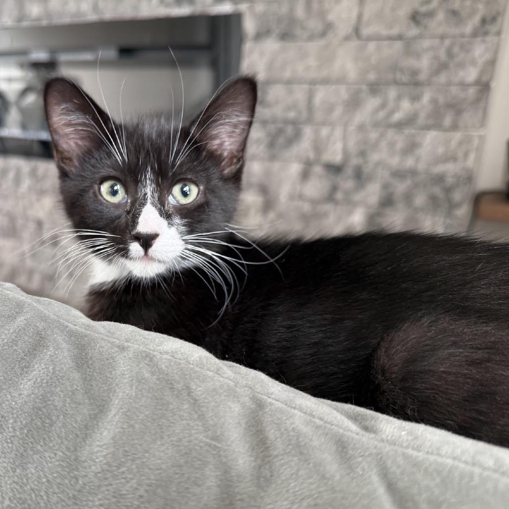 Enlarge Bobbins, a Adoptable Domestic Short Hair in Nowata, OK image 4/6