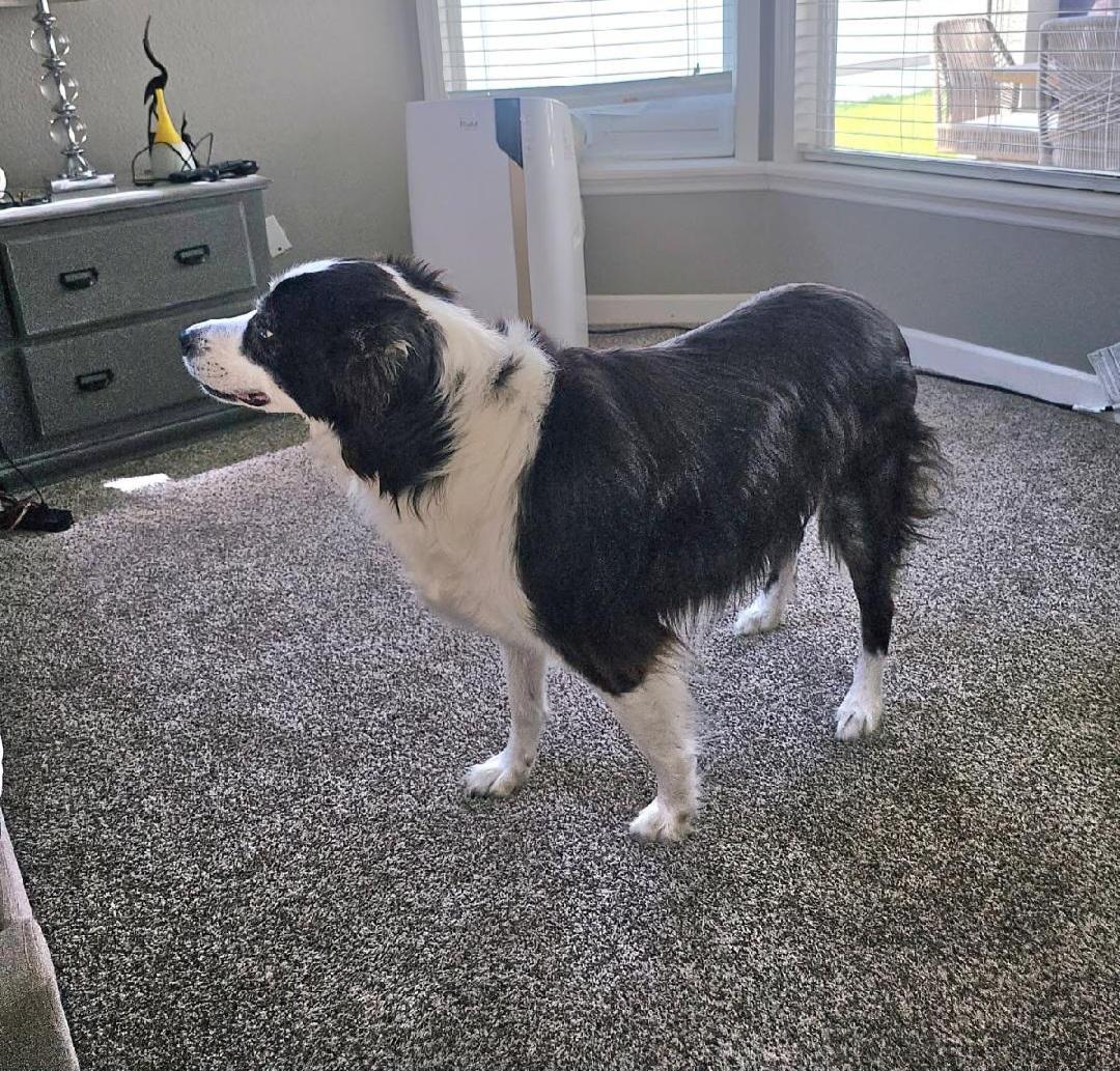 Enlarge R - Lucky, a Adoptable mixed breed in Oviedo, FL image 1/2