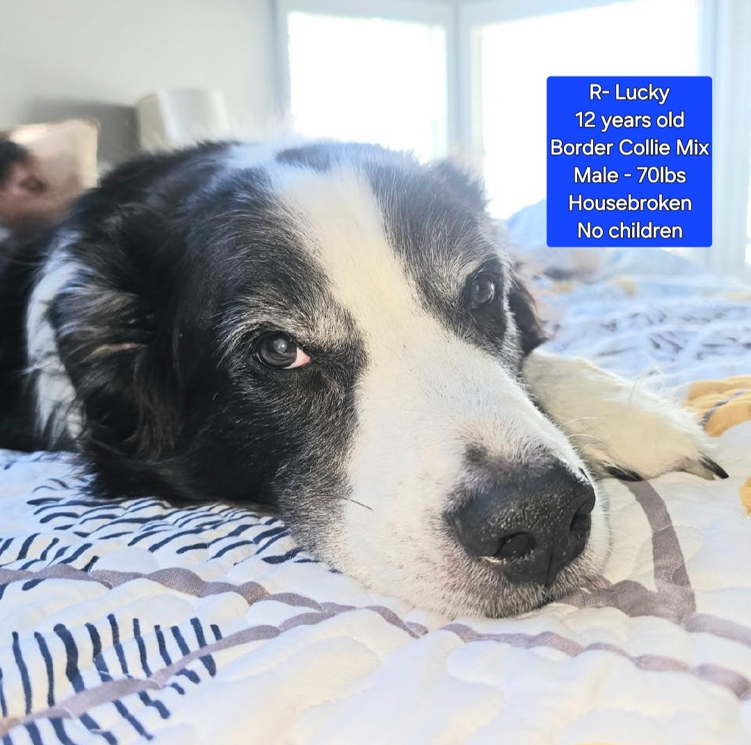 Enlarge R - Lucky, a Adoptable mixed breed in Oviedo, FL image 2/2