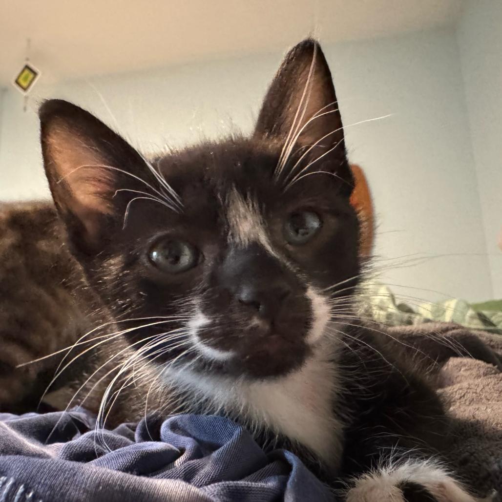 Fig, Adoptable, Kitten Male American Shorthair.