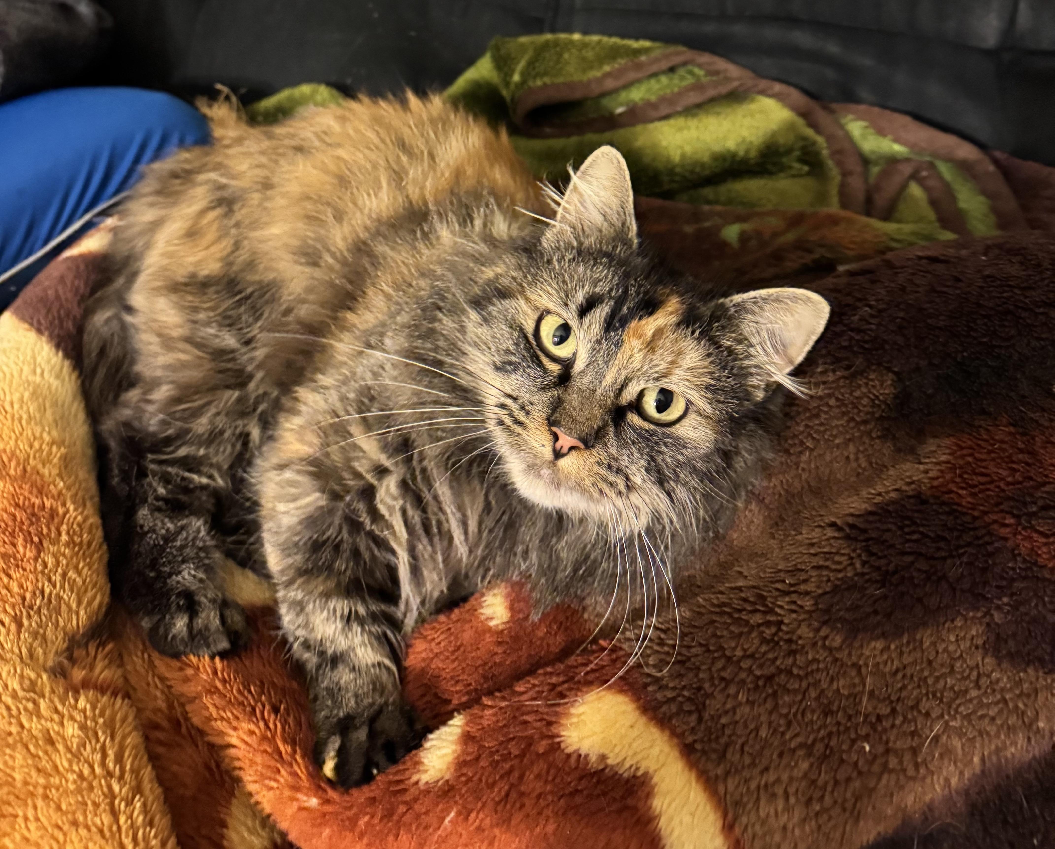 Enlarge Spagetti & Meatball - Bonded Sisters, a Adoptable Calico in San Francisco, CA image 2/6
