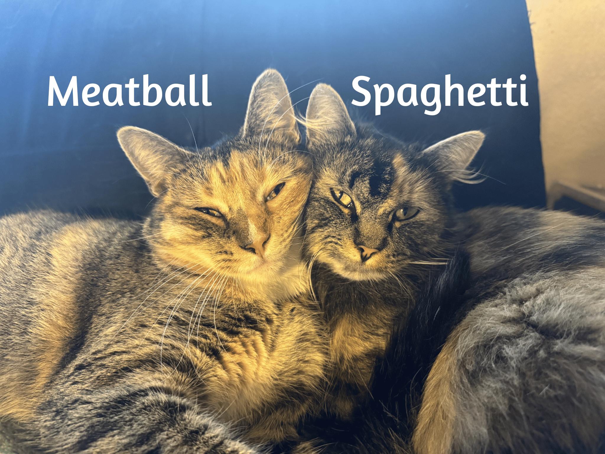 Enlarge Spagetti & Meatball - Bonded Sisters, a Adoptable Calico in San Francisco, CA image 1/6