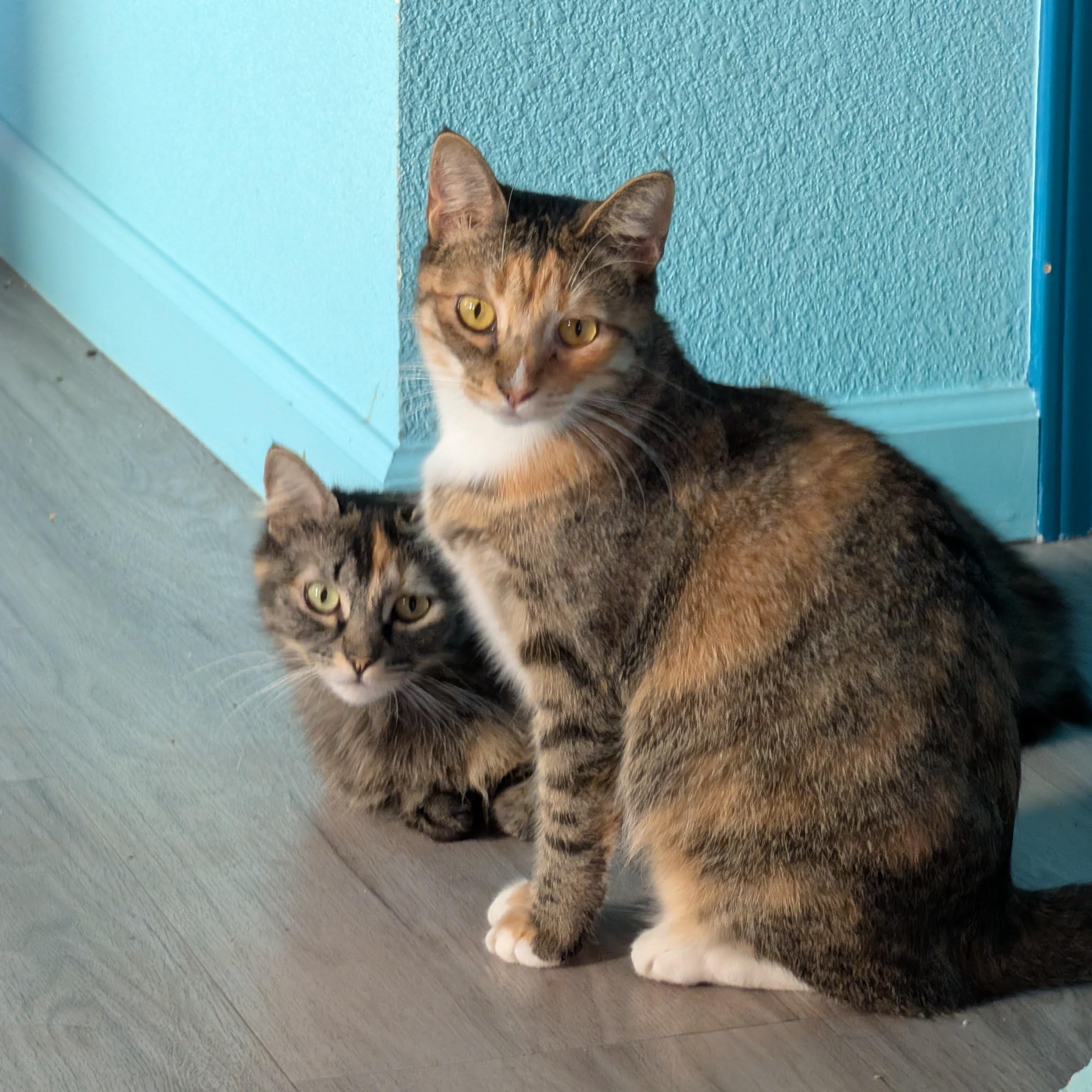 Spagetti & Meatball - Bonded Sisters, Adoptable, Adult Female Calico.