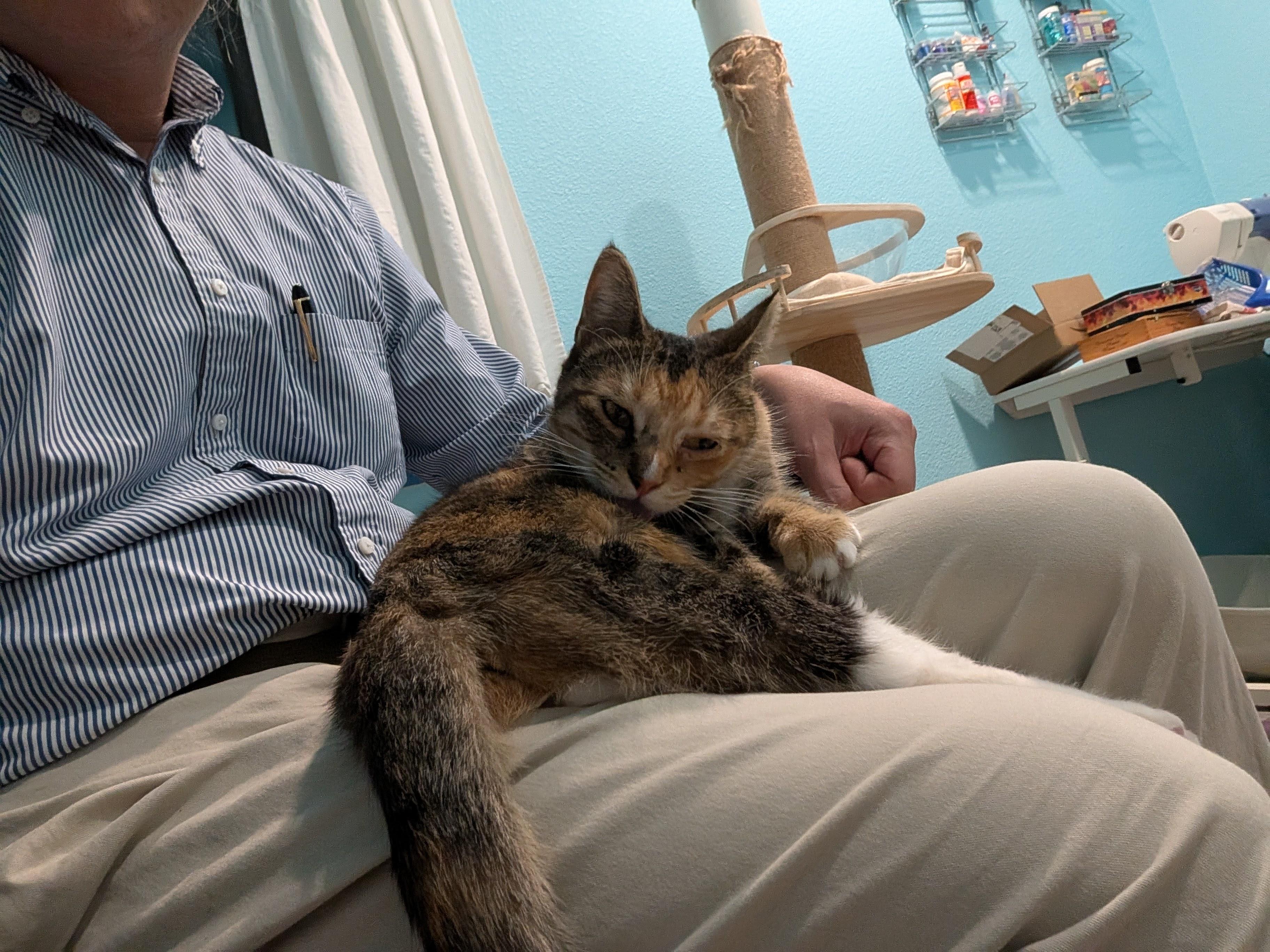 Enlarge Spagetti & Meatball - Bonded Sisters, a Adoptable Calico in San Francisco, CA image 5/6
