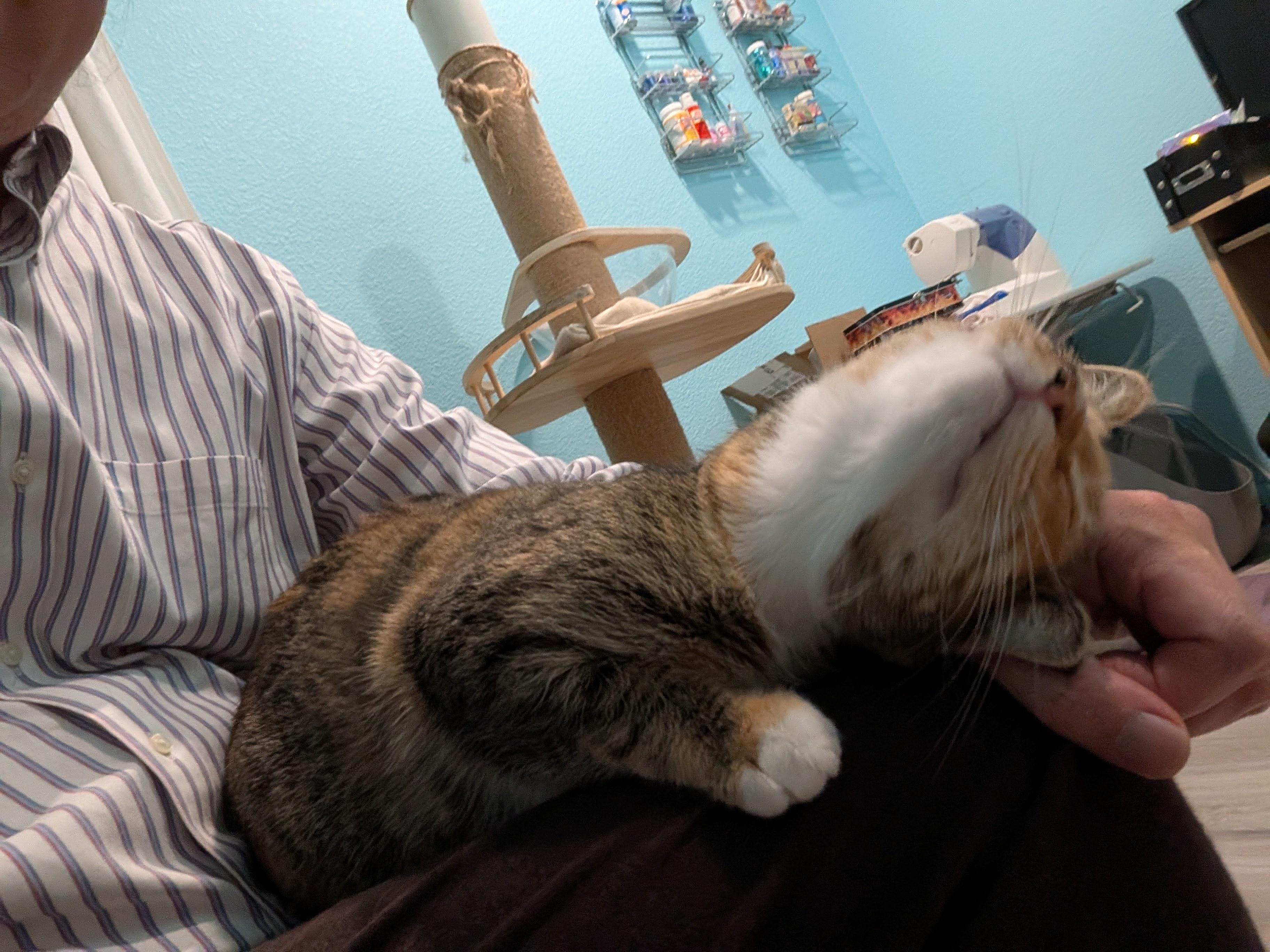 Enlarge Spagetti & Meatball - Bonded Sisters, a Adoptable Calico in San Francisco, CA image 6/6