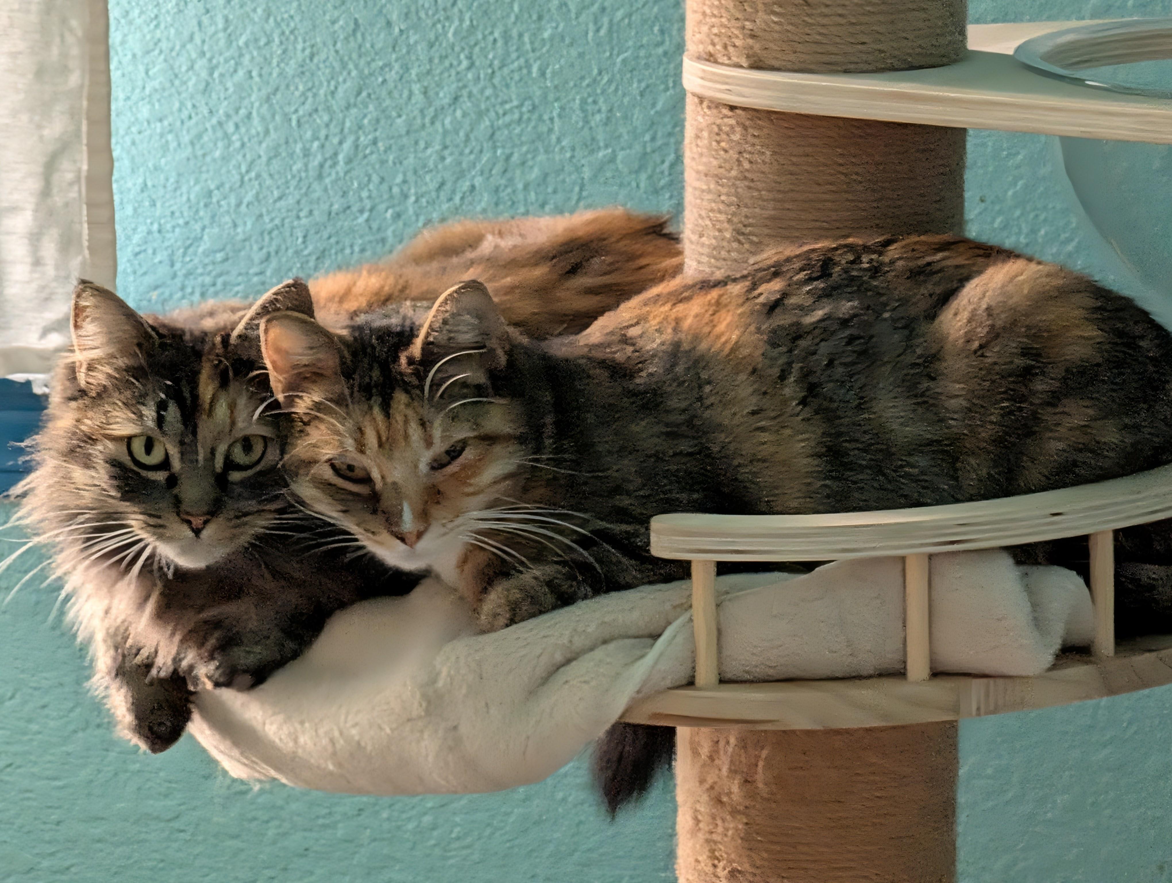 Enlarge Spagetti & Meatball - Bonded Sisters, a Adoptable Calico in San Francisco, CA image 1/6