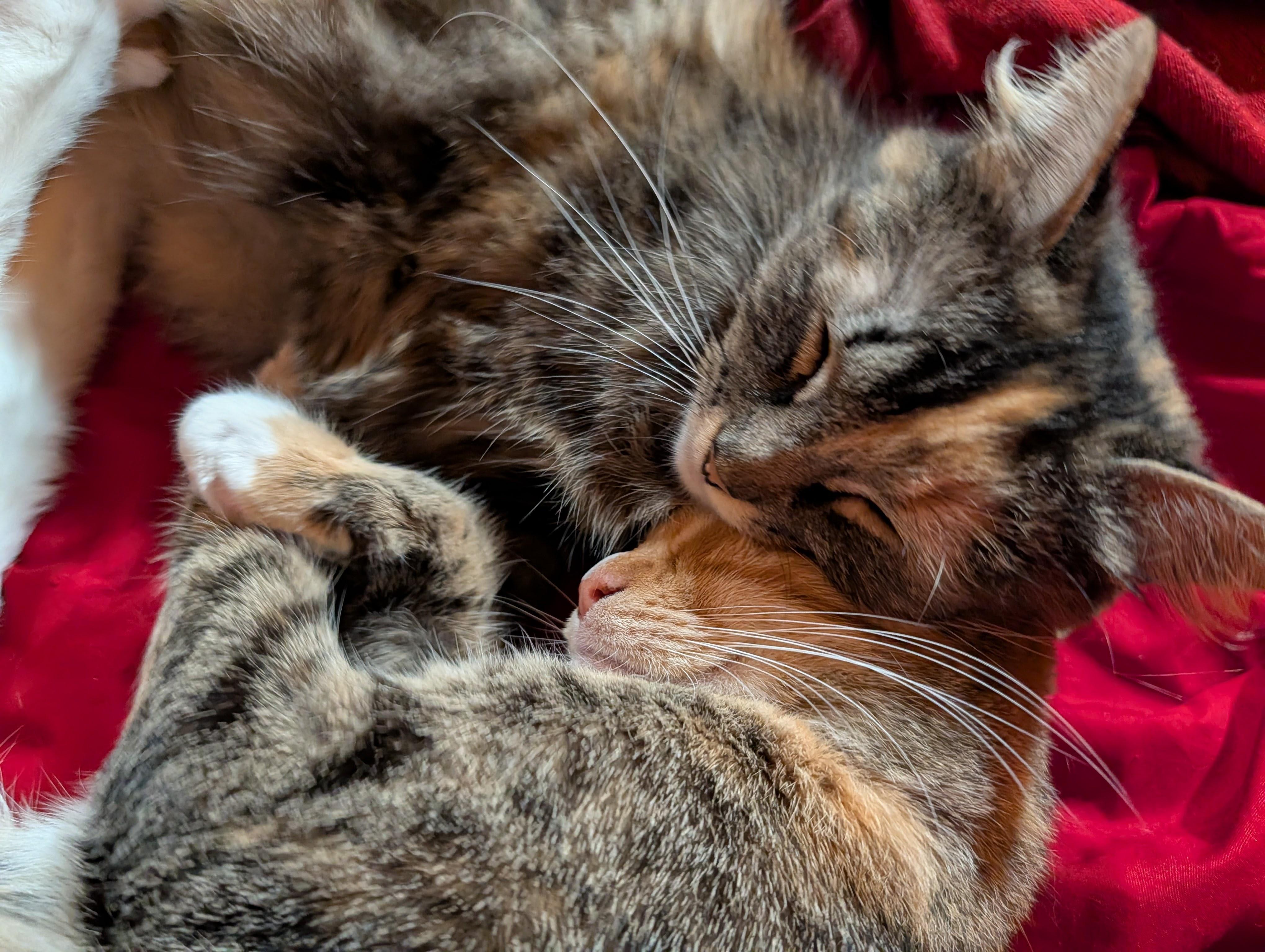 Enlarge Spagetti & Meatball - Bonded Sisters, a Adoptable Calico in San Francisco, CA image 6/6