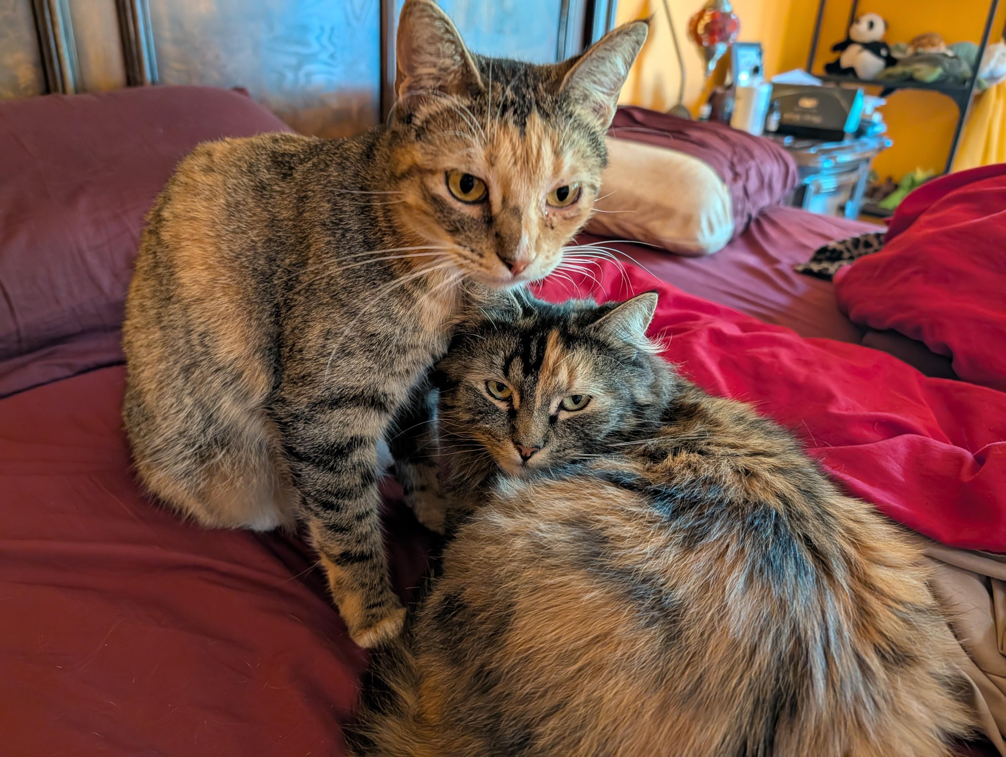 Enlarge Spagetti & Meatball - Bonded Sisters, a Adoptable Calico in San Francisco, CA image 5/6