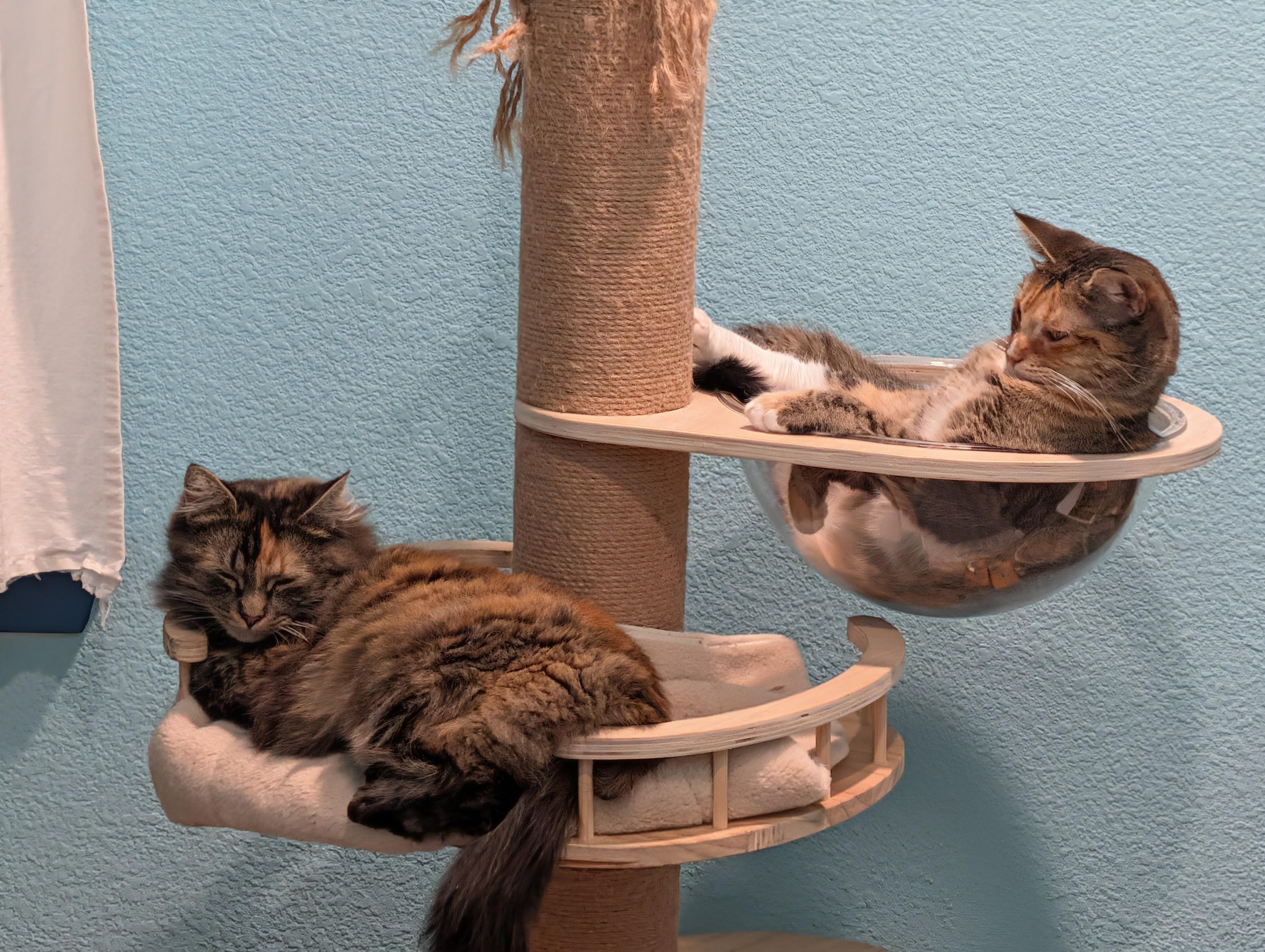 Enlarge Spagetti & Meatball - Bonded Sisters, a Adoptable Calico in San Francisco, CA image 2/6