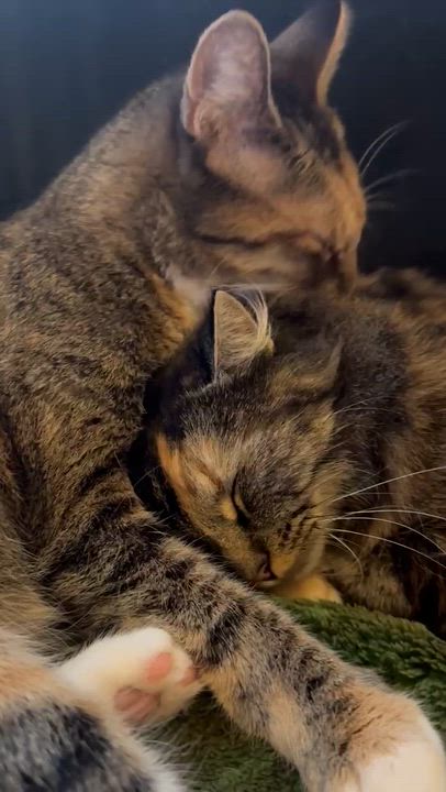 Enlarge Spagetti & Meatball - Bonded Sisters, a Adoptable Calico in San Francisco, CA video 4/6