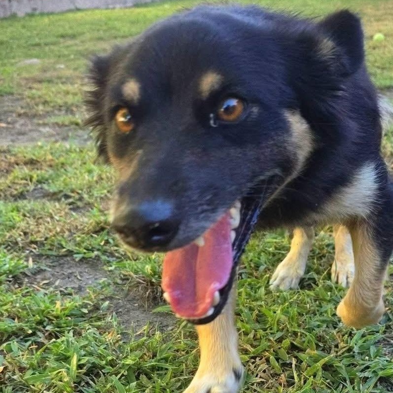 CHANNEL (out of town), Adoptable, Young Female Hovawart.