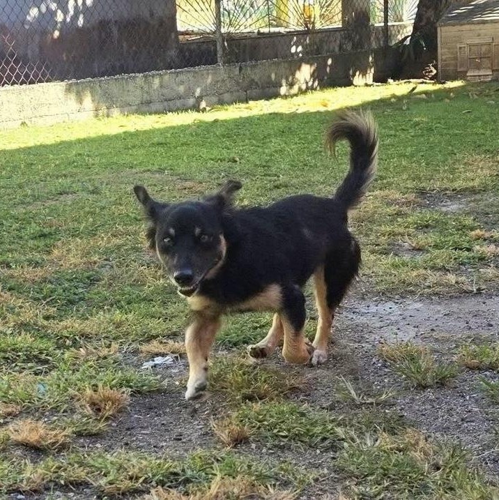Enlarge CHANNEL (out of town), a Adoptable mixed breed in New York, NY image 3/6