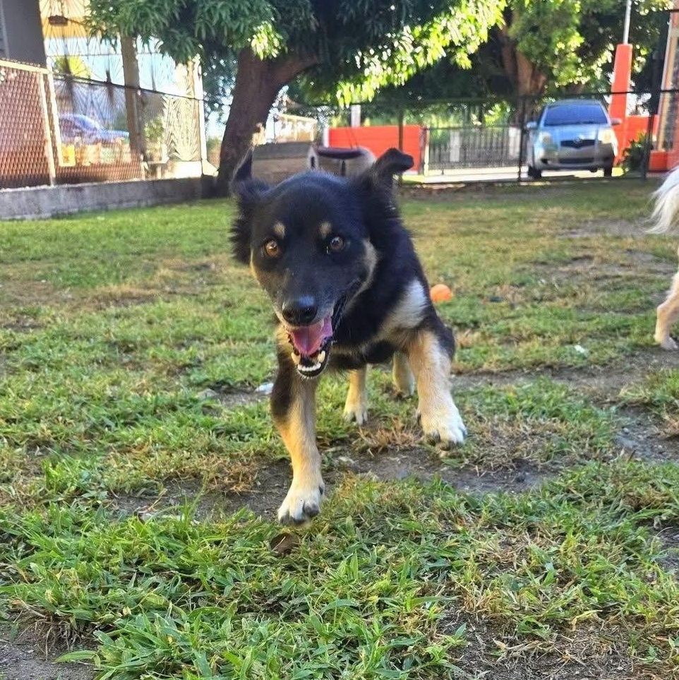 Enlarge CHANNEL (out of town), a Adoptable mixed breed in New York, NY image 4/6