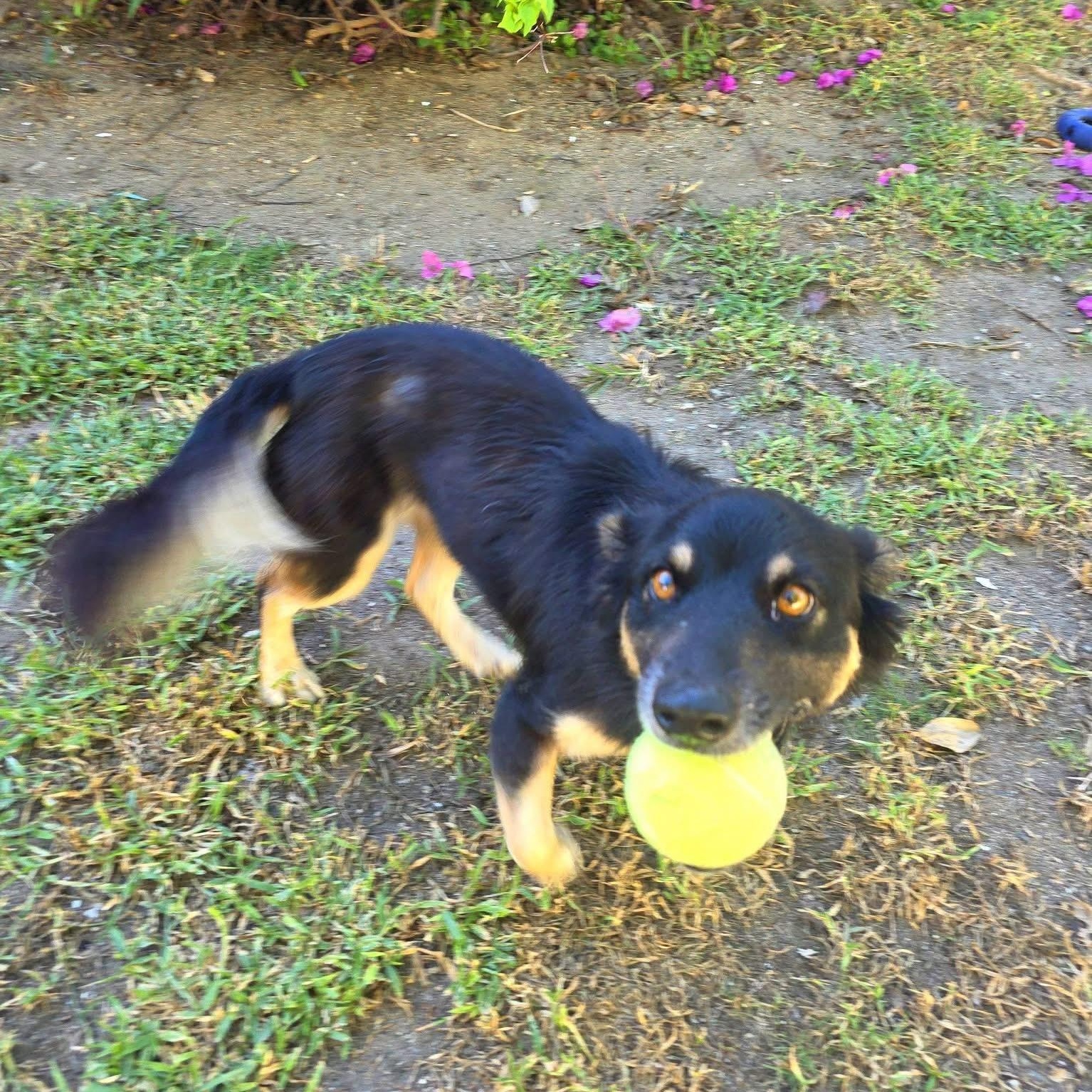 Enlarge CHANNEL (out of town), a Adoptable mixed breed in New York, NY image 6/6