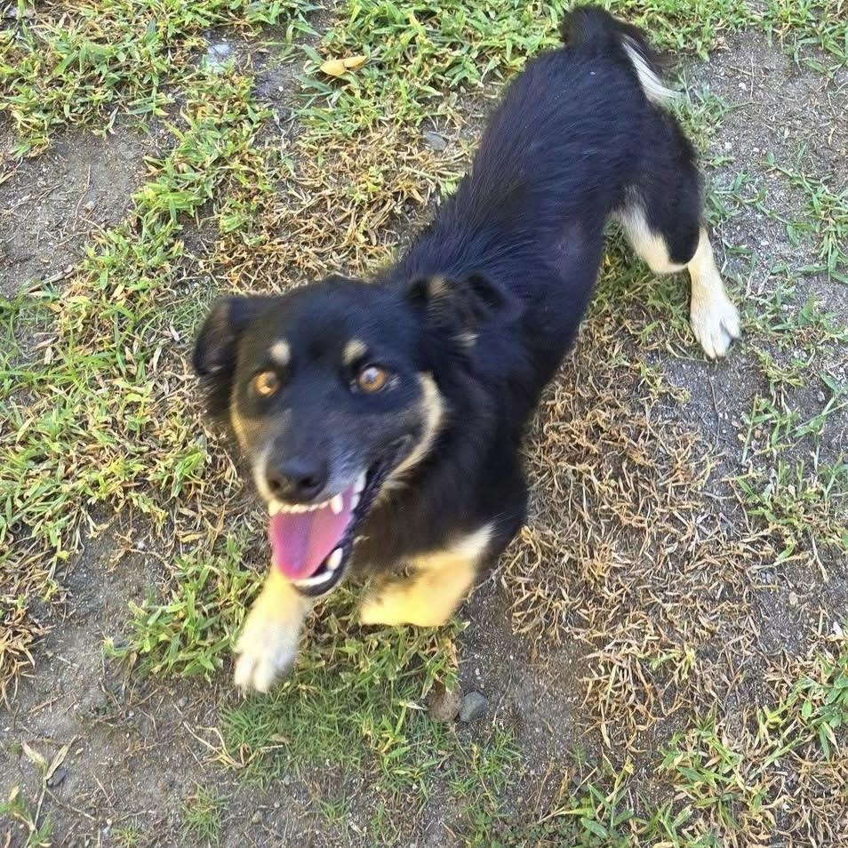 Enlarge CHANNEL (out of town), a Adoptable mixed breed in New York, NY image 2/6