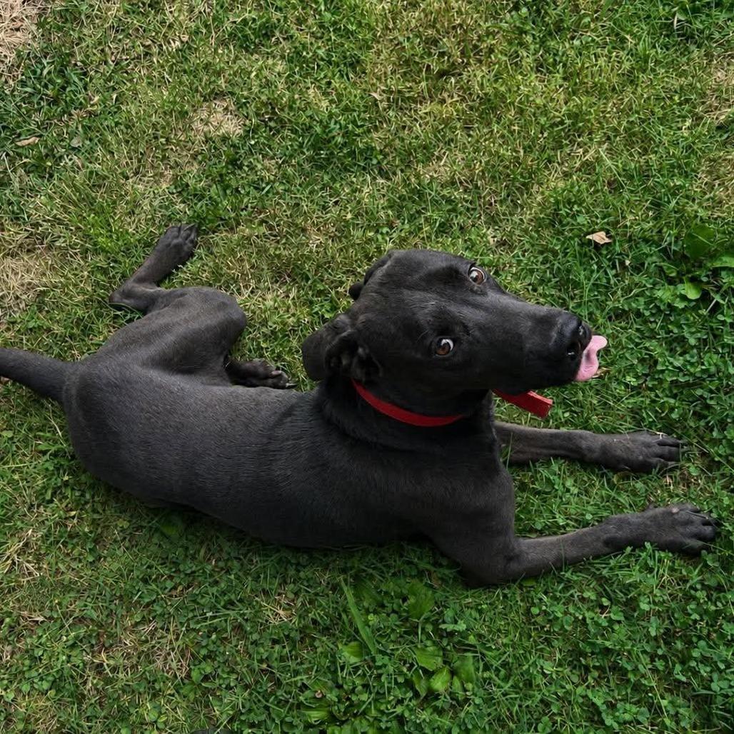 Enlarge Sonny, a Adoptable mixed breed in Zuni, VA image 5/6