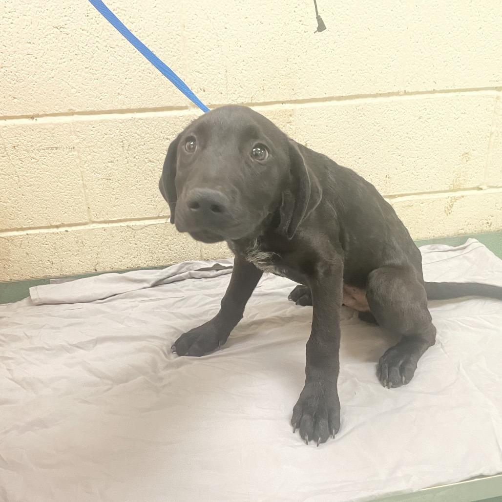 Enlarge Sonny, a Adoptable mixed breed in Zuni, VA image 6/6