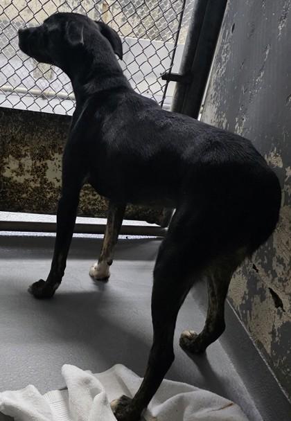 Dunkin, Adoptable, Young Female Labrador Retriever & Mixed Breed.