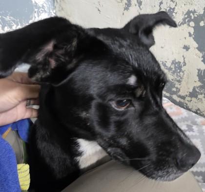 Enlarge Dunkin, a Adoptable mixed breed in Blue Ridge, GA image 2/3