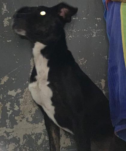 Enlarge Dunkin, a Adoptable mixed breed in Blue Ridge, GA image 3/3