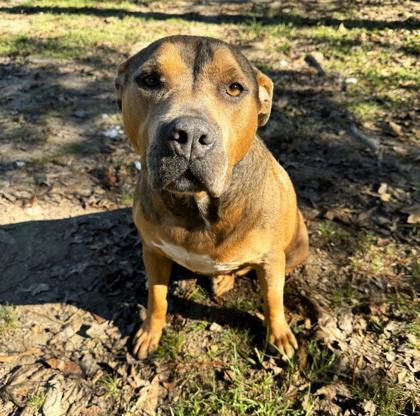 Dede, Adoptable, Adult Female Mixed Breed & Mixed Breed.