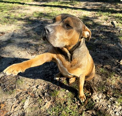 Dede, a Adoptable Mixed Breed in Covington, LA image 2/3